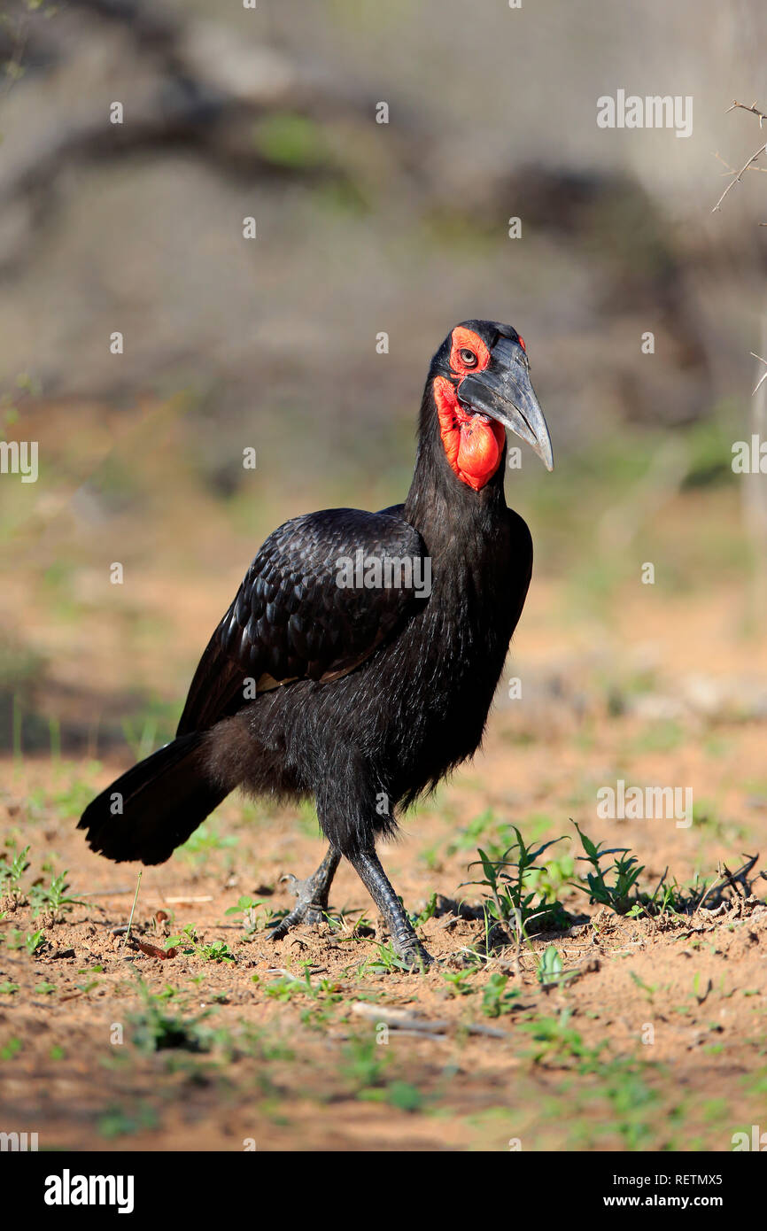 Tierra del sur de Bucero, Parque Nacional Kruger, Sudáfrica, África (Bucorvus leadbeateri) Foto de stock