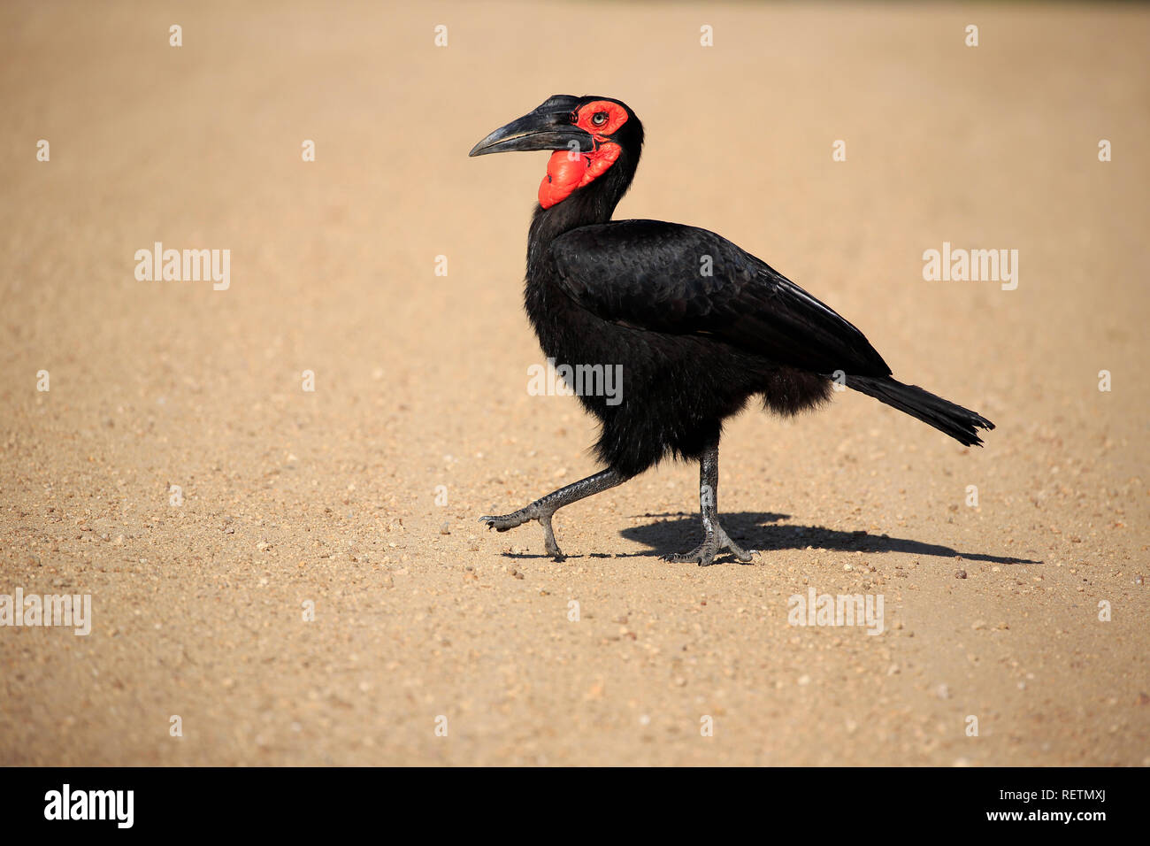 Tierra del sur de Bucero, Parque Nacional Kruger, Sudáfrica, África (Bucorvus leadbeateri) Foto de stock
