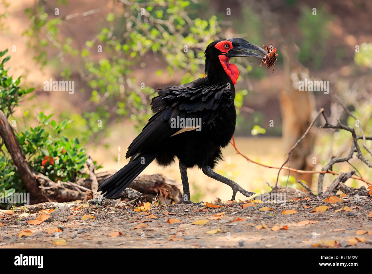 Tierra del sur de Bucero, Parque Nacional Kruger, Sudáfrica, África (Bucorvus leadbeateri) Foto de stock