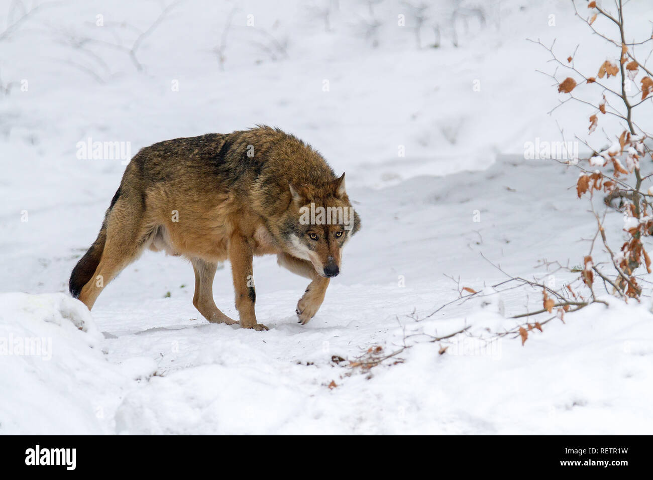 Lobo gris (Canis lupus lupus) sobre la nieve en el bosque Foto de stock