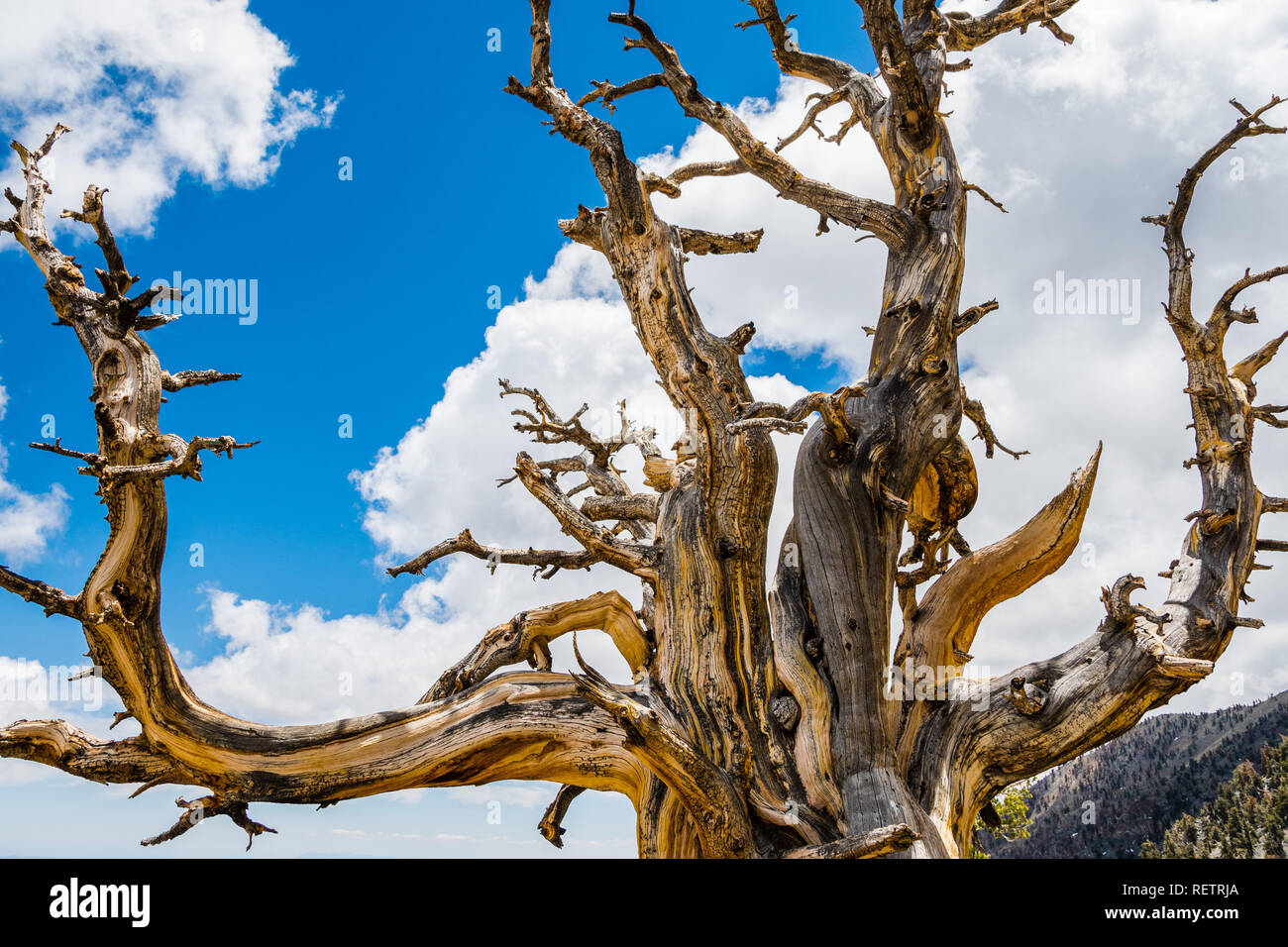 Muertos de pinos bristlecone (Pinus longaeva) sobre un blanco de nubes y el cielo azul de fondo, el Parque Nacional Valle de la Muerte, California Foto de stock