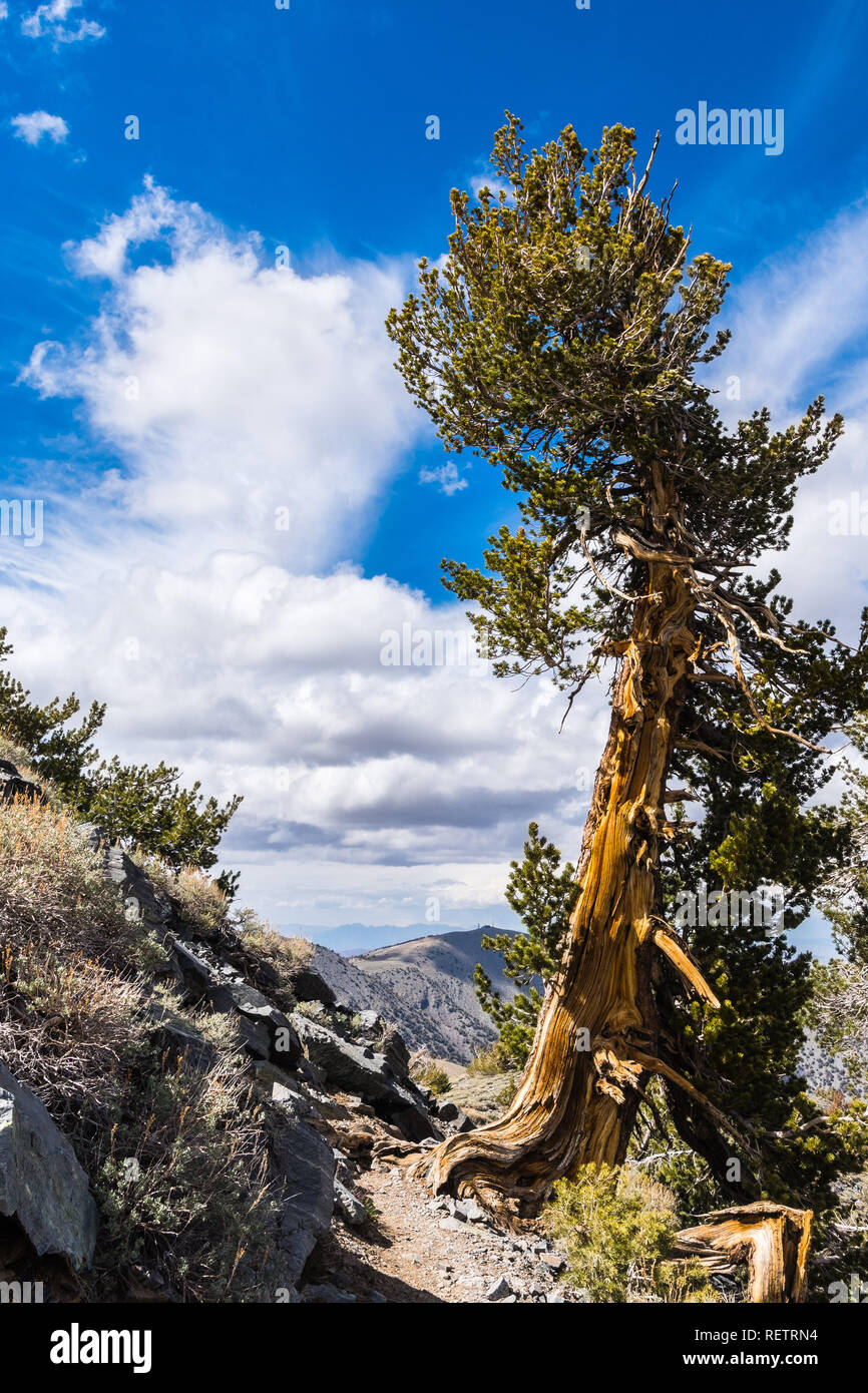 Pino bristlecone (Pinus longaeva) en el sendero al pico del telescopio, Cordillera Panamint, Parque Nacional Valle de la Muerte, California Foto de stock