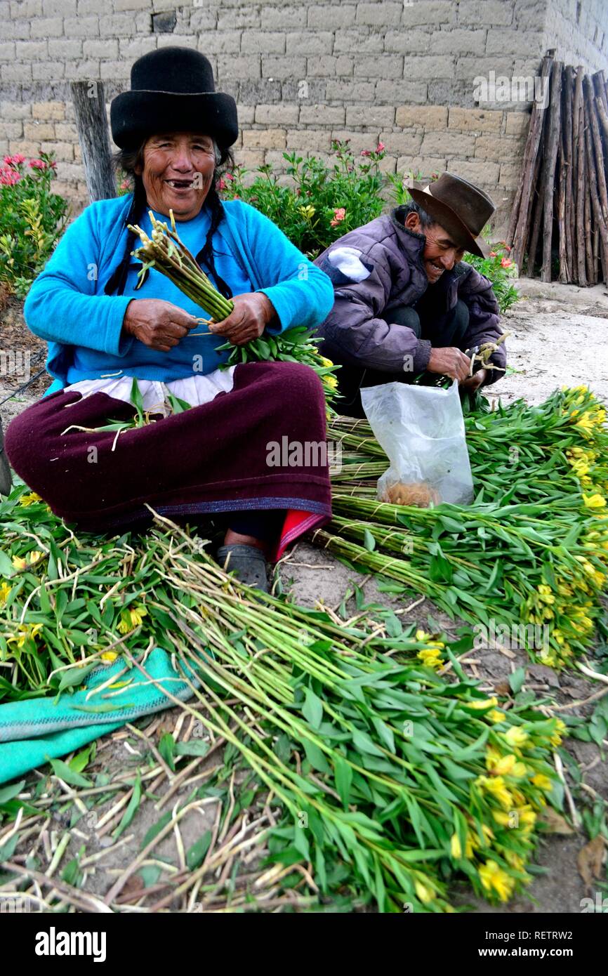 Cosecha Astromelias lilas - comunidad campesina en Humacchuco - Parque  Nacional Huascarán. Departamento de Ancash.Perú Fotografía de stock - Alamy