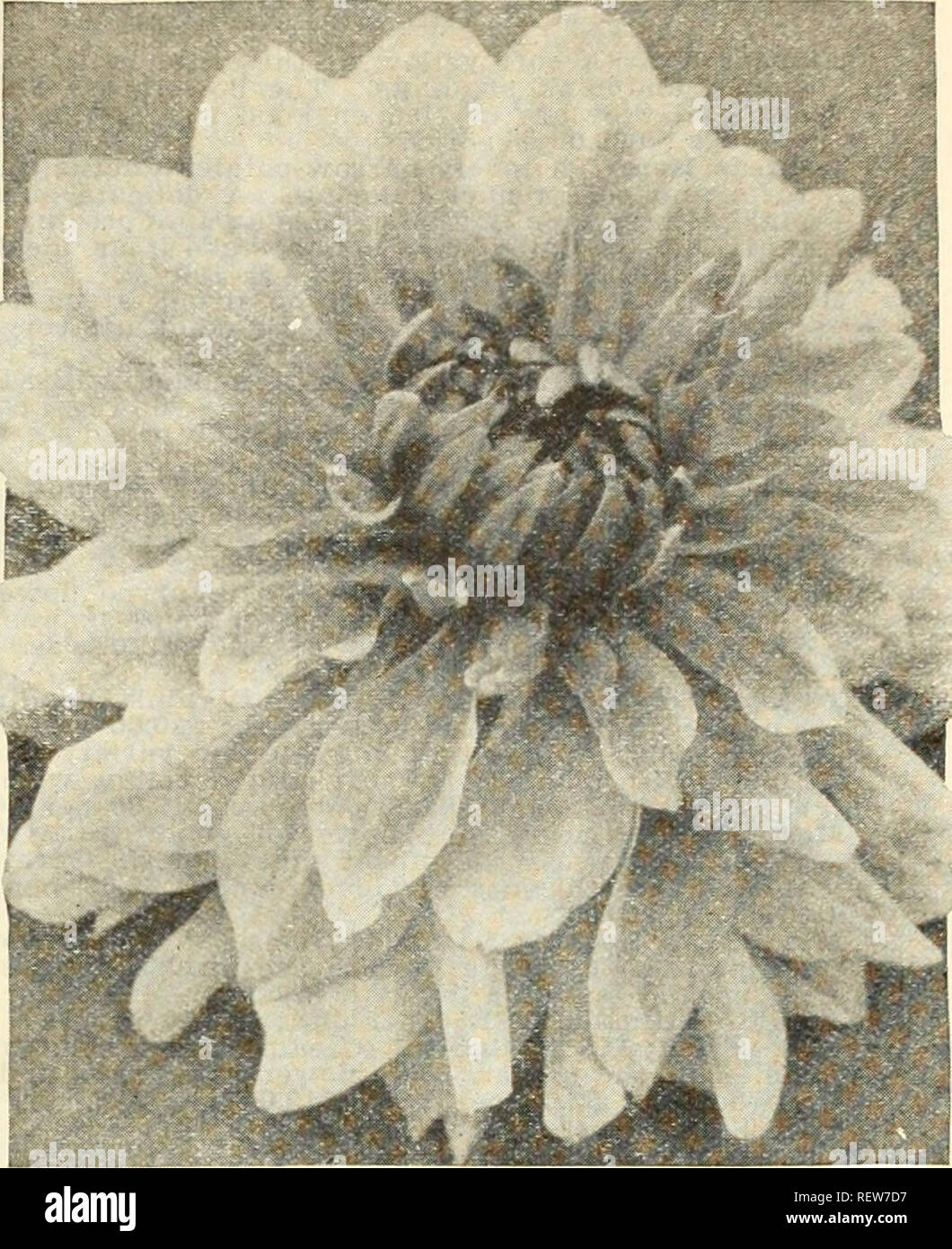 DECORA Tallo de alambre floral blanco de calibre 26 para flores de 16  pulgadas, 50/paquete