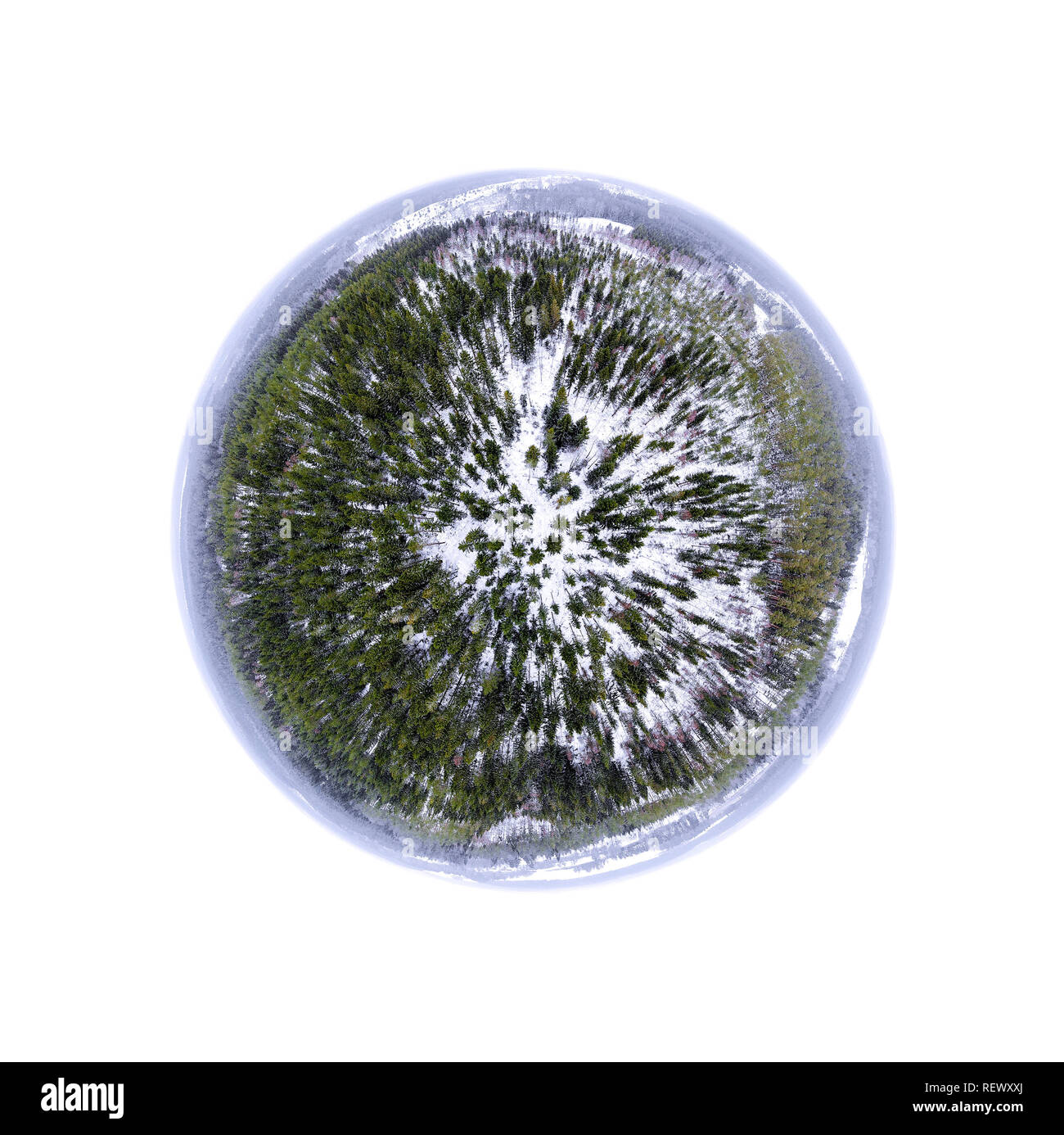 Panorama de esfera de un bosque siempreverde Foto de stock
