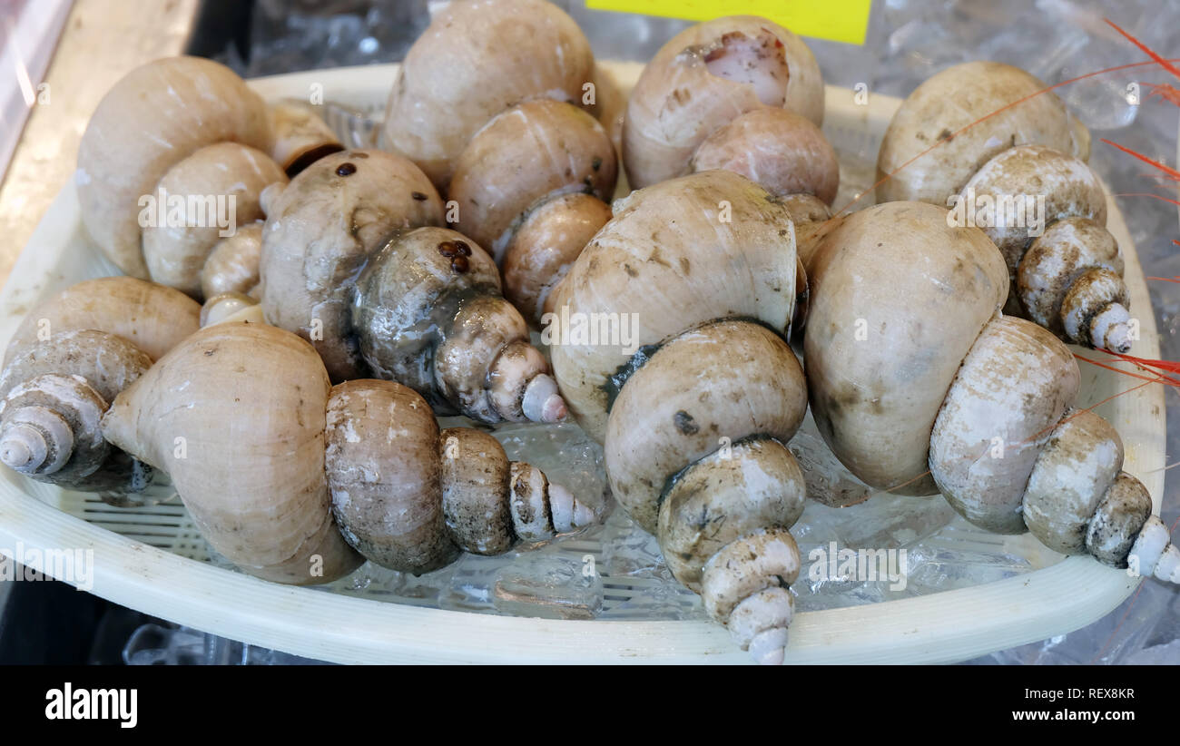 Bandeja de caracoles de mar fresca, o conocido como buccinum, blanco o tinte pardusco. Foto de stock