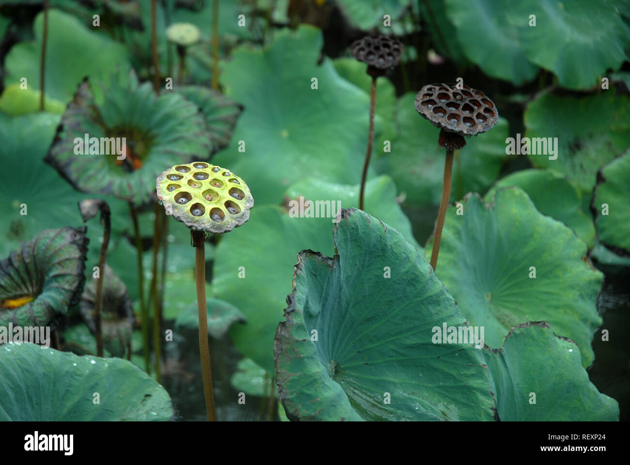 Esqueleto de hojas flor d loto fotografías e imágenes de alta resolución -  Alamy