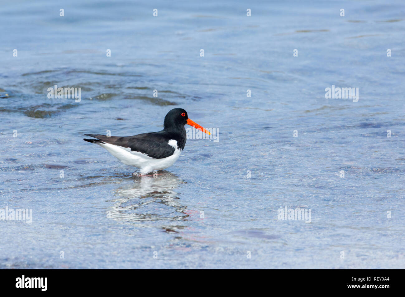 Ostrero (Haematopus ostralegus). Vadeando en aguas poco profundas. Isla de Iona. Inner Hebrides. Escocia. Foto de stock