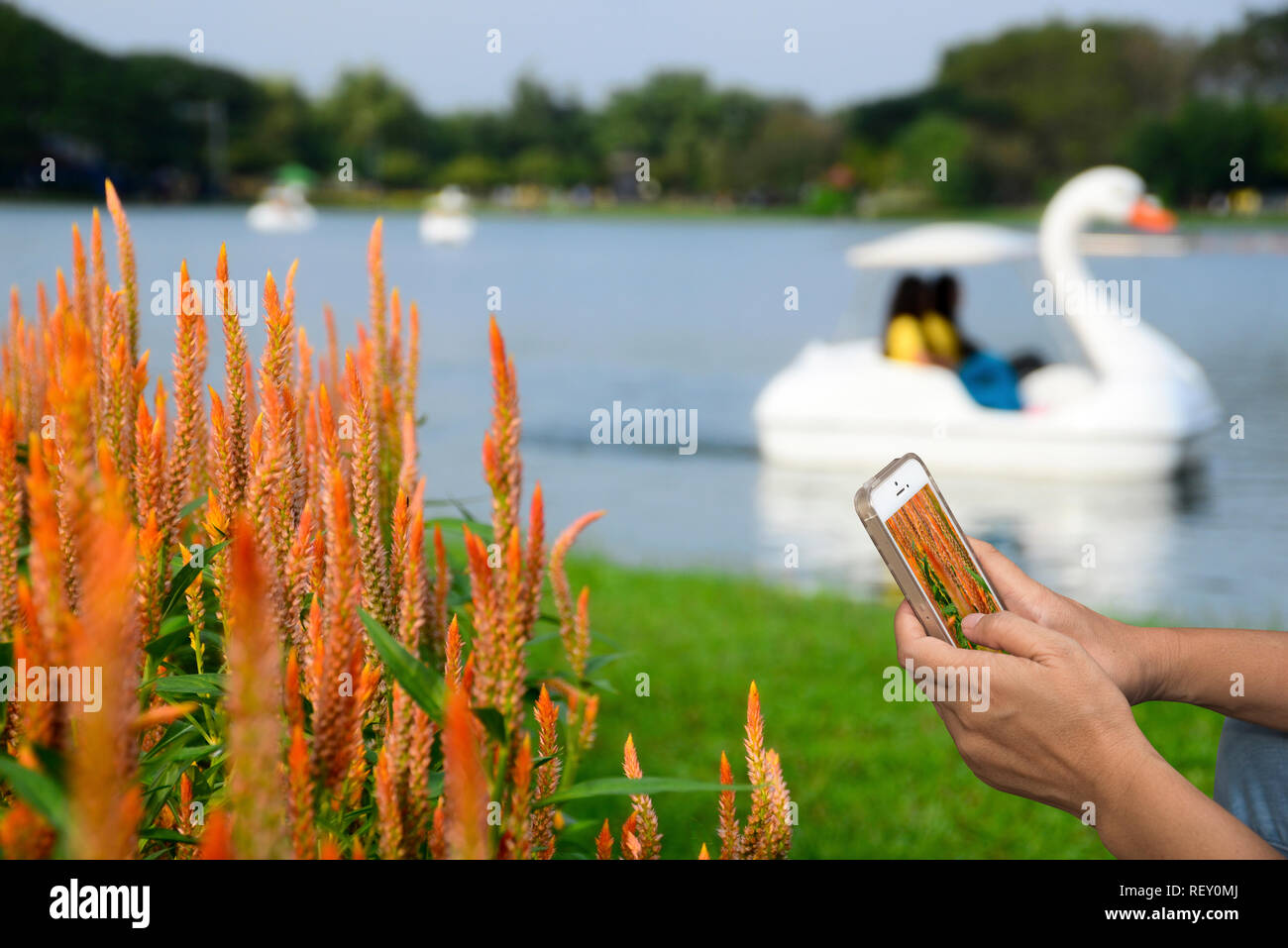 Bella mujer tomar una foto desde su IPhone en el parque público. Tomar una foto de flor de naranja. Foto de stock