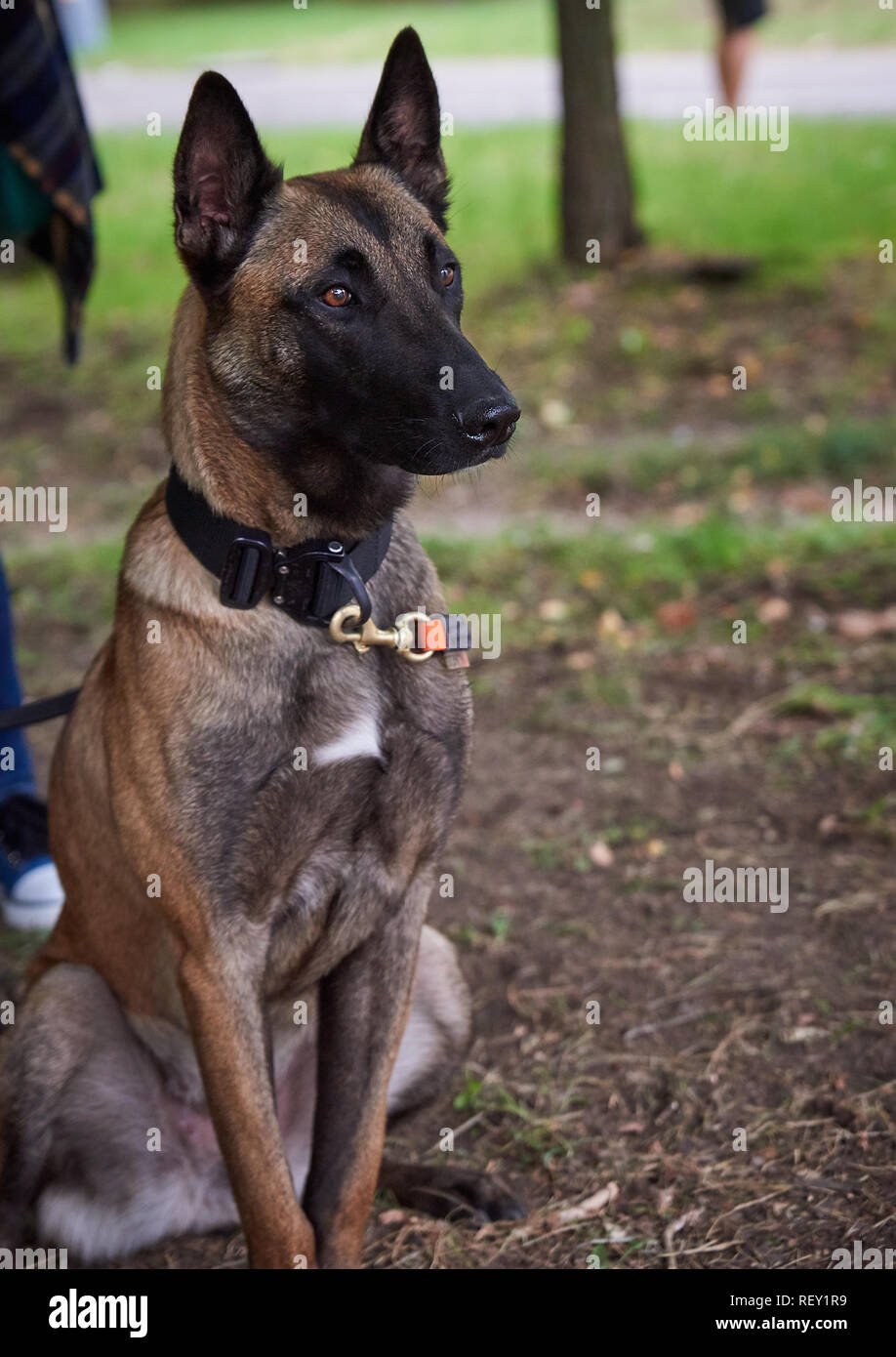 Perro Pastor Belga Malinois Sentado Perro Con Una Correa En Busca