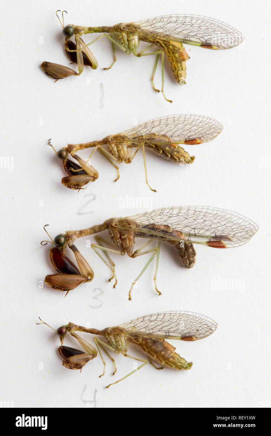 Una macro shot muestra los detalles de una colección entomológica de Mantispid sp., crisopas, orden Neuroptera en Richards Bay, KwaZulu-Natal, Sudáfrica Foto de stock