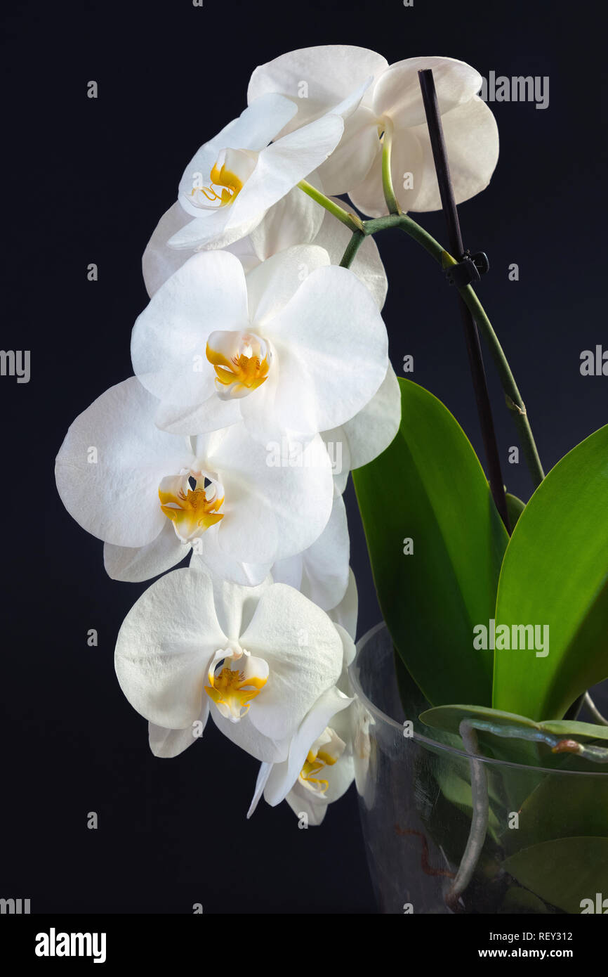 Hermosas flores de orquídeas blancas con base vegetal sobre un fondo negro  Fotografía de stock - Alamy