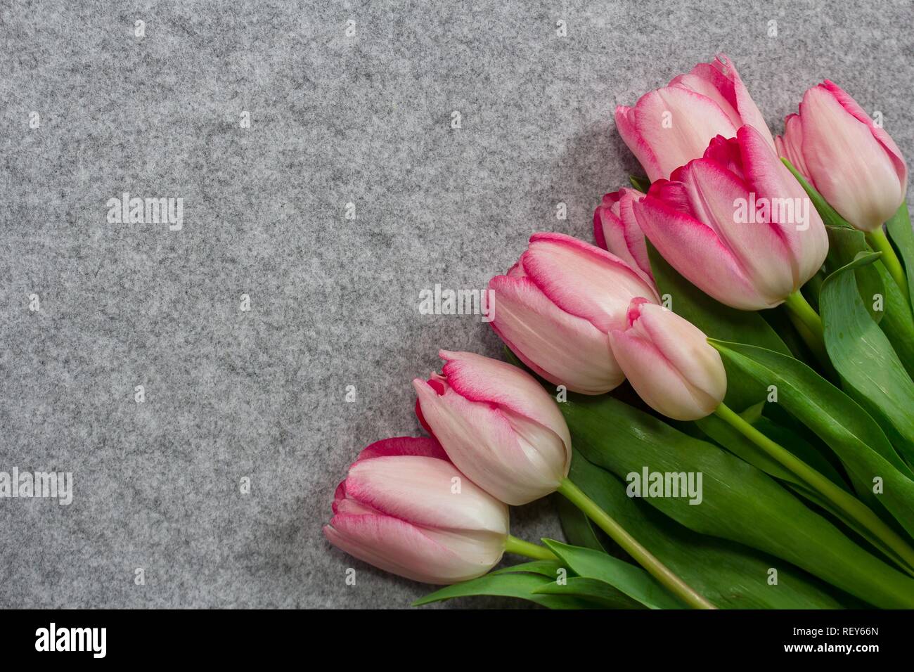 Fondo de pantalla de tulipanes fotografías e imágenes de alta resolución -  Alamy