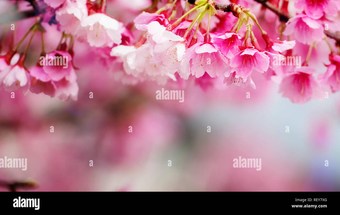 El Sakura o Flor de Cerezo con la hermosa naturaleza Antecedentes Foto de stock