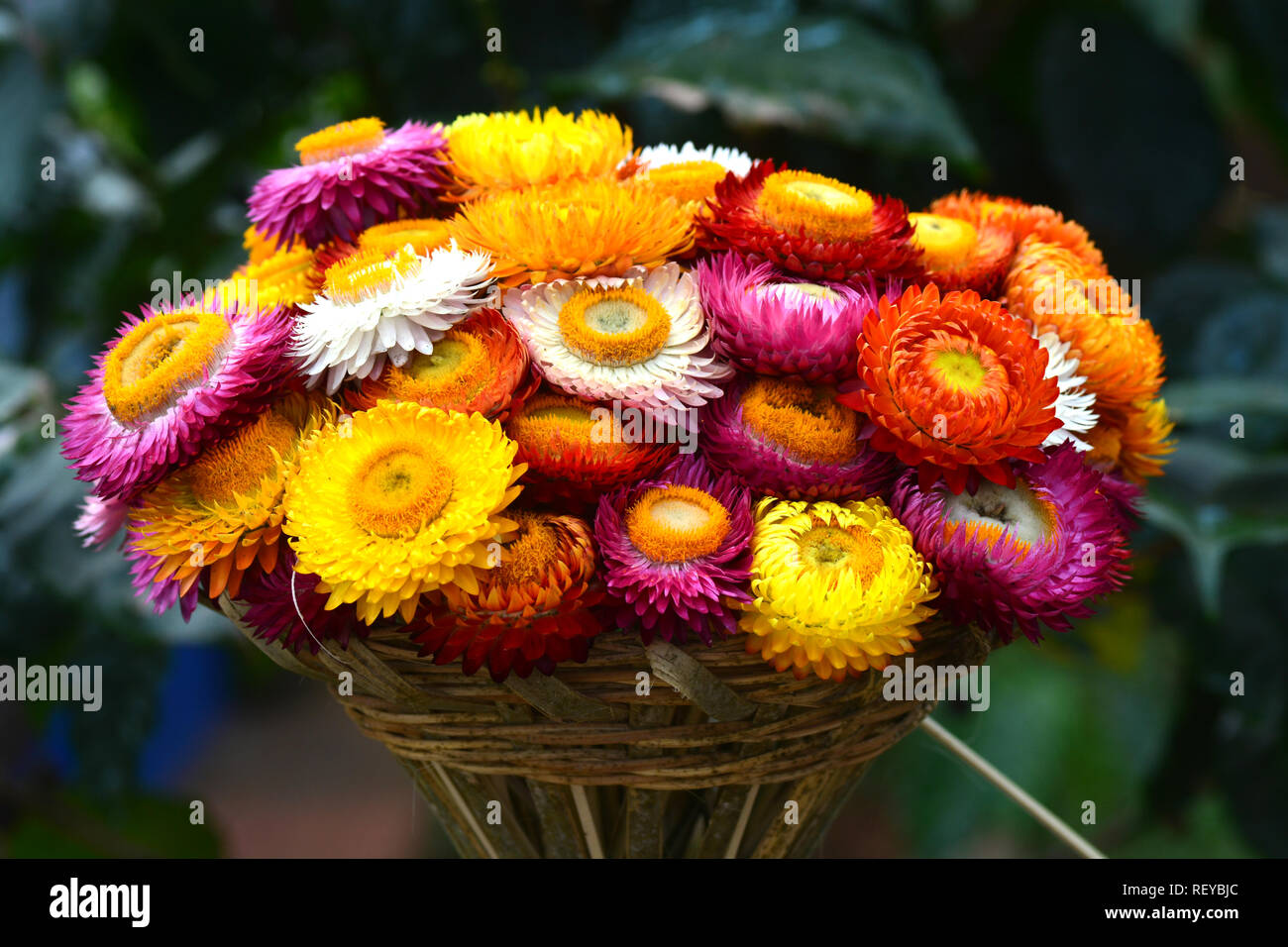 Hermoso colorido de flores eterna seca o paja para fondo de flores  Fotografía de stock - Alamy