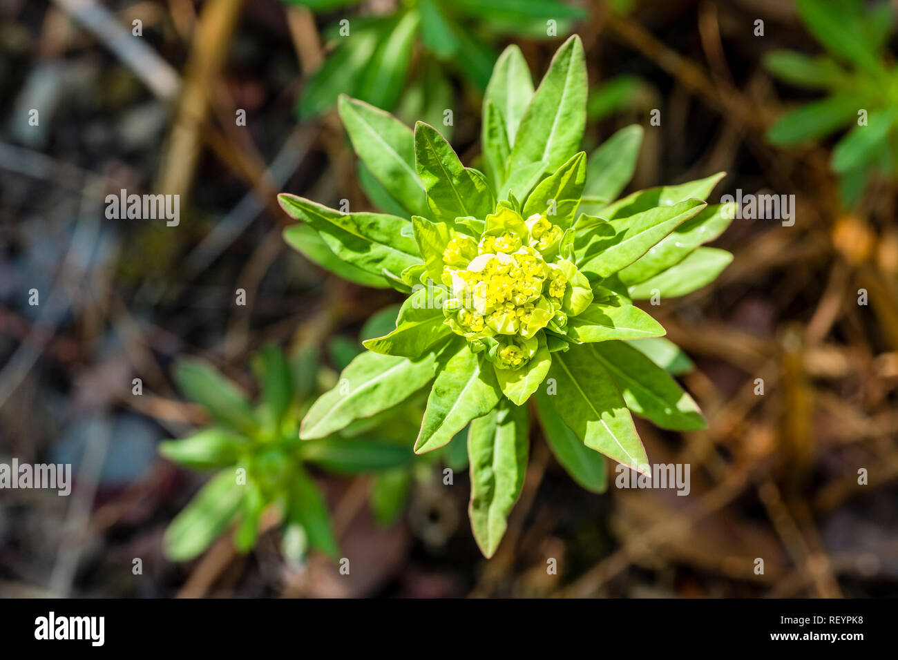 Marsh expurgo (Euphorbia palustris) blooming Foto de stock