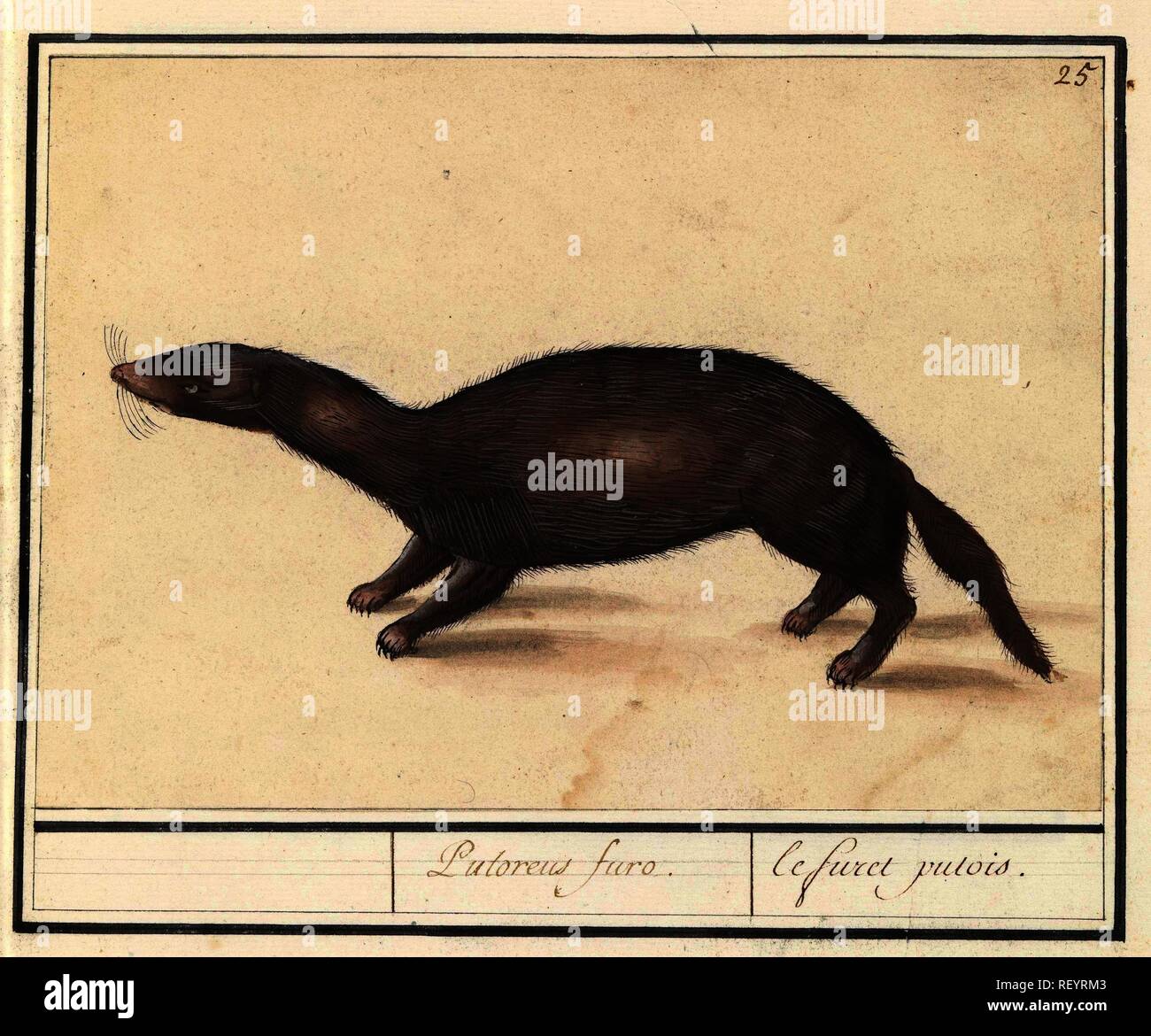 Furet Fotos E Imagenes De Stock Pagina 3 Alamy Furet Fotos E Imagenes De Stock Pagina 3 Alamy