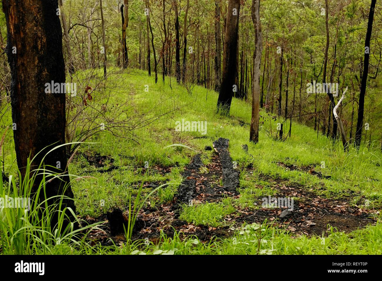 La regeneración de un bosque de eucaliptos después de un incendio, Mia Mia State Forest, Queensland, Australia Foto de stock