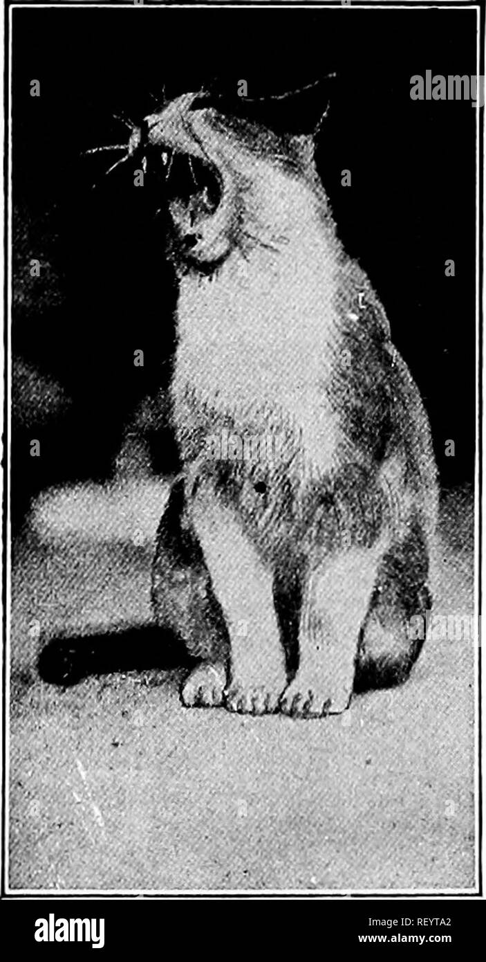 Mata al gato Imágenes de stock en blanco y negro - Alamy