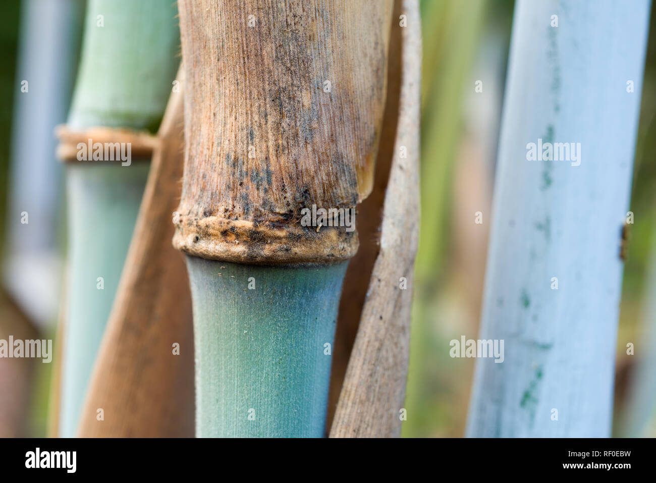 Azul, Blue Dragon Borinda bambú bambú Foto de stock