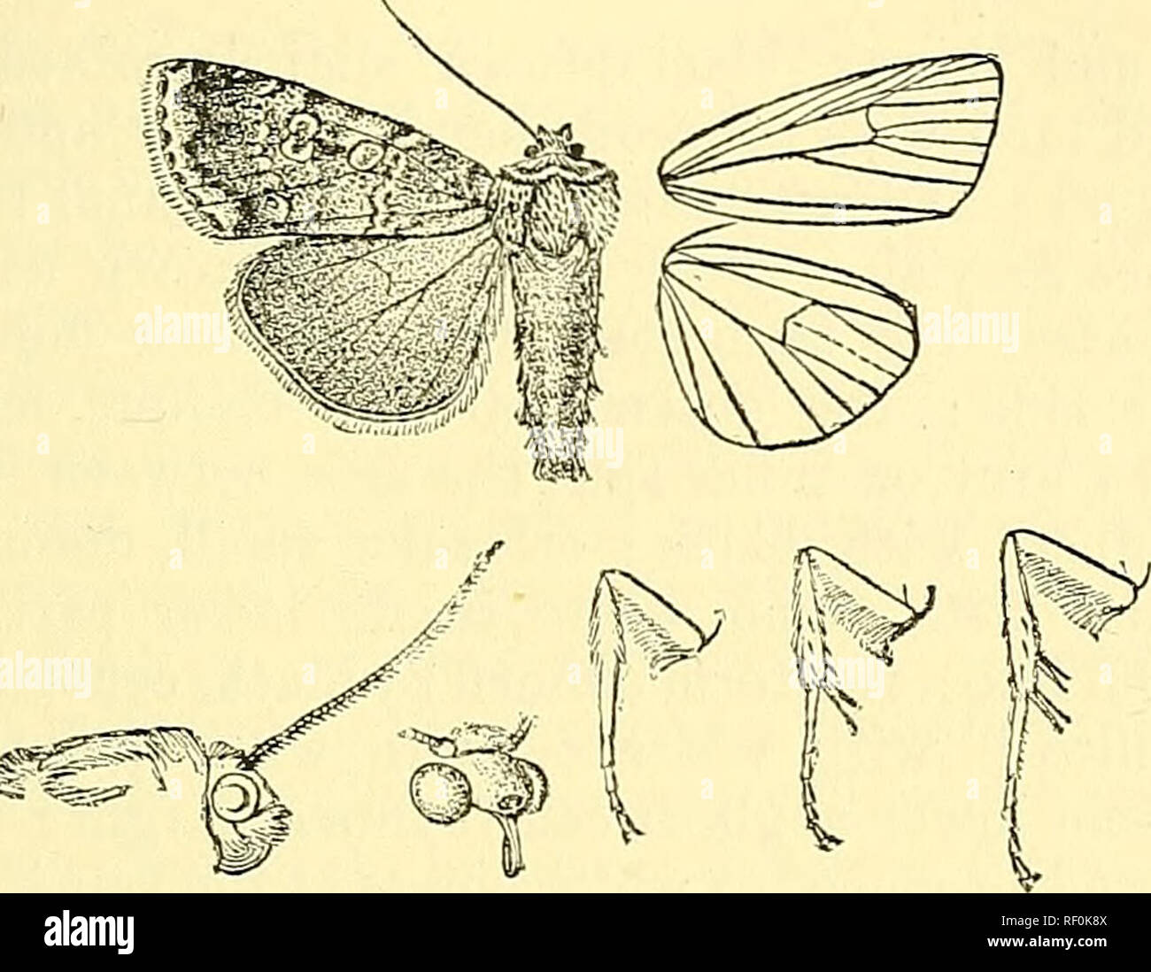 . Catálogo de la Lepidoptera Phalaenae en el Museo Británico. Polillas; Lepidoptera. NETTROIS, 611 "marrón con un tinte cupreous ; cilios en las puntas blanquesinas. La parte inferior del ala hacia adelante con los estigmas blanquecina ; hind wing irrorated con blanca excepto hacia termen ; una línea postmedial curvo. Fig. 108.âNeurois nigroviridis, J'. . Hah. {Atkinson, Jloller SiKHiJi), -5 c?, 3 5 , tipo. Pecc. 42â50 millim. 1060. Neurois atrovirens. (Placa LXXVI. fig. 20.) Diphteraatrovire&GT;2s, Wlk. xxxii. 614 (1865); Hampsn.MothsInd. ii. pág. 195. Cabeza y tórax negro, mezclado con blanco y unos pocos ochreous escala- marrón Foto de stock