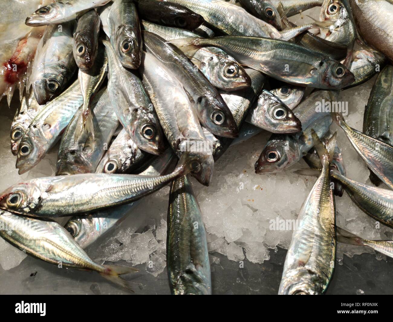 Fische Foto de stock