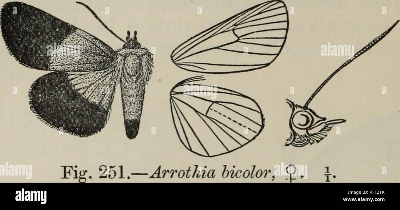 Las escamas de los lepidópteros  Museo Nacional de Historia Natural