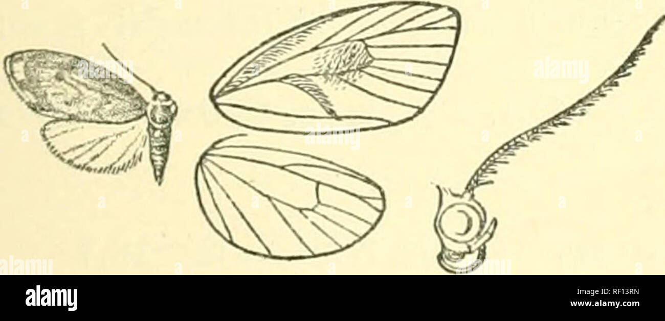 Catálogo de lepidópteros Phalaenae en el Museo Británico. Las polillas.  Fig. 311.- Ckmensia albata, J. / una serie de pequeñas manchas negras en la  costa; dos líneas de aiitemedial subcostal nervure