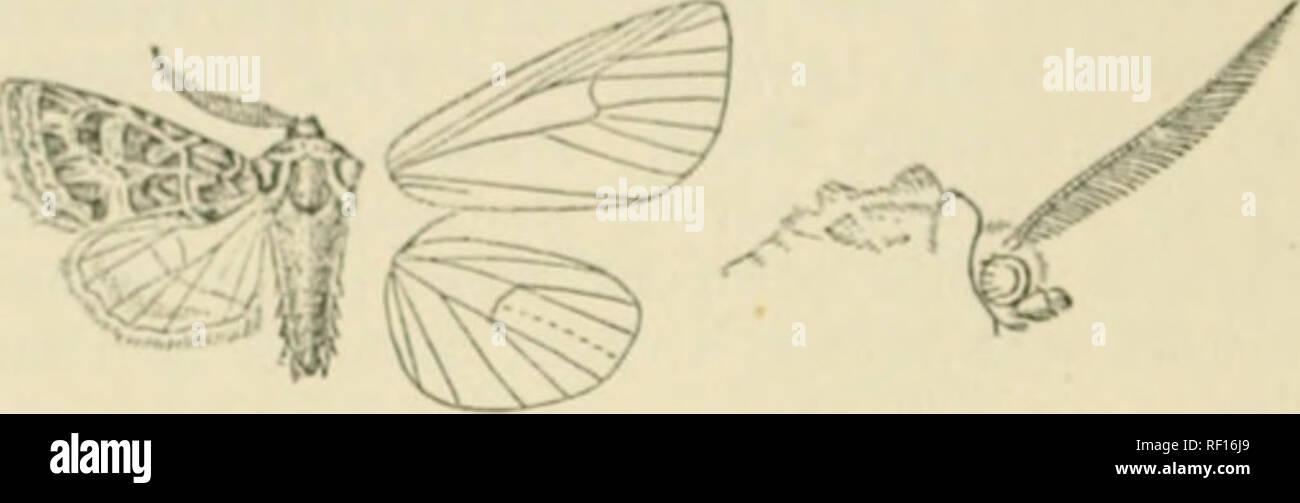. Catálogo de lepidópteros Phalaenae en el Museo Británico. Las polillas. 1 : KocTuiD.*: bout oostn outwnrds debajo, luego dentados, por debajo de la vena 4 bi-iit hacia adentro a continuación reniformes. obsoletos hacia el interior, algunos puntos wbite niarjrin bevond en línea sublerniinal cosln : wbite definida en el lado interior de las marcas y en negro dentados (Hiter por rufo casi uniformemente, curvada de eosta a subniedian plegado, donde es incurved ; un terminal serie. Fig. 38.-ki-pitla LciicocUcrva^, J. . de pequeños negro lunulcs definido por blanquecinas en la cara interior; cilios ochreous brown y fuscous en la base, pálido en las puntas. Hind frente ala Foto de stock