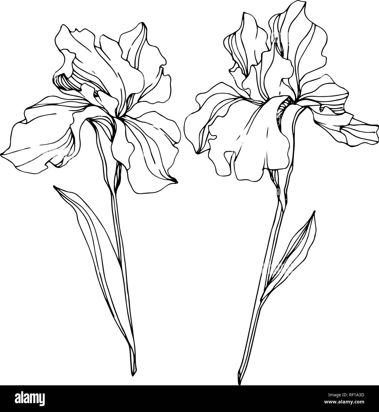 escobilla iris negra