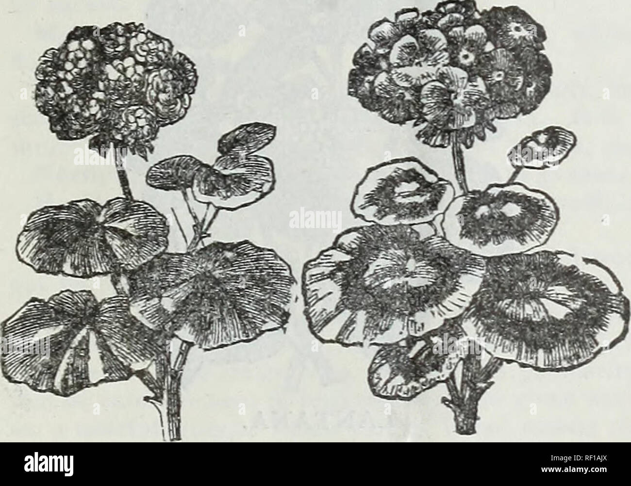 Catálogo de los bulbos holandeses y otras raíces, también de floración de  plantas y semillas para plantar en otoño y en invierno la decoración de la  casa. Los catálogos de semillas