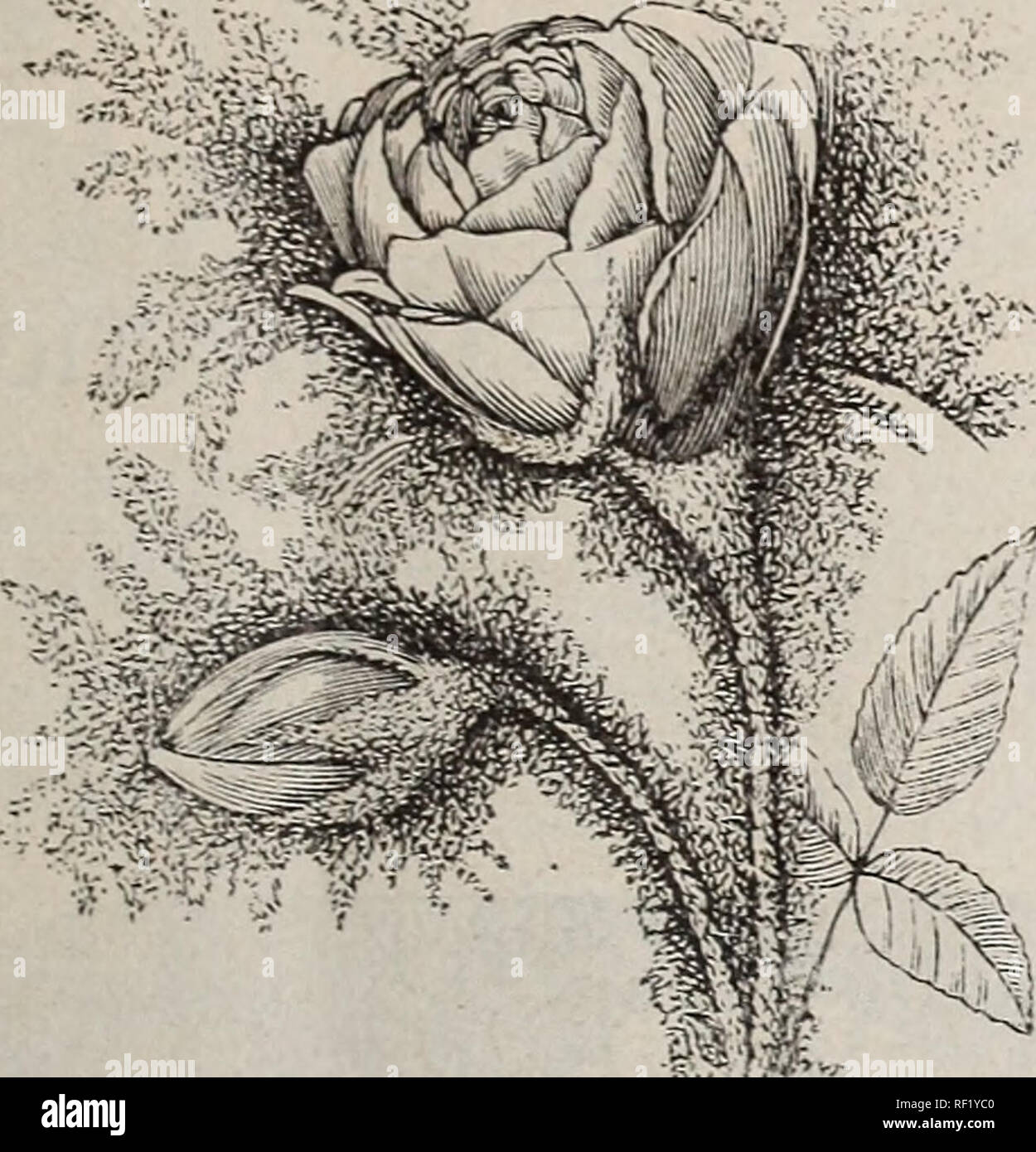 Perfecto rose garden 2025