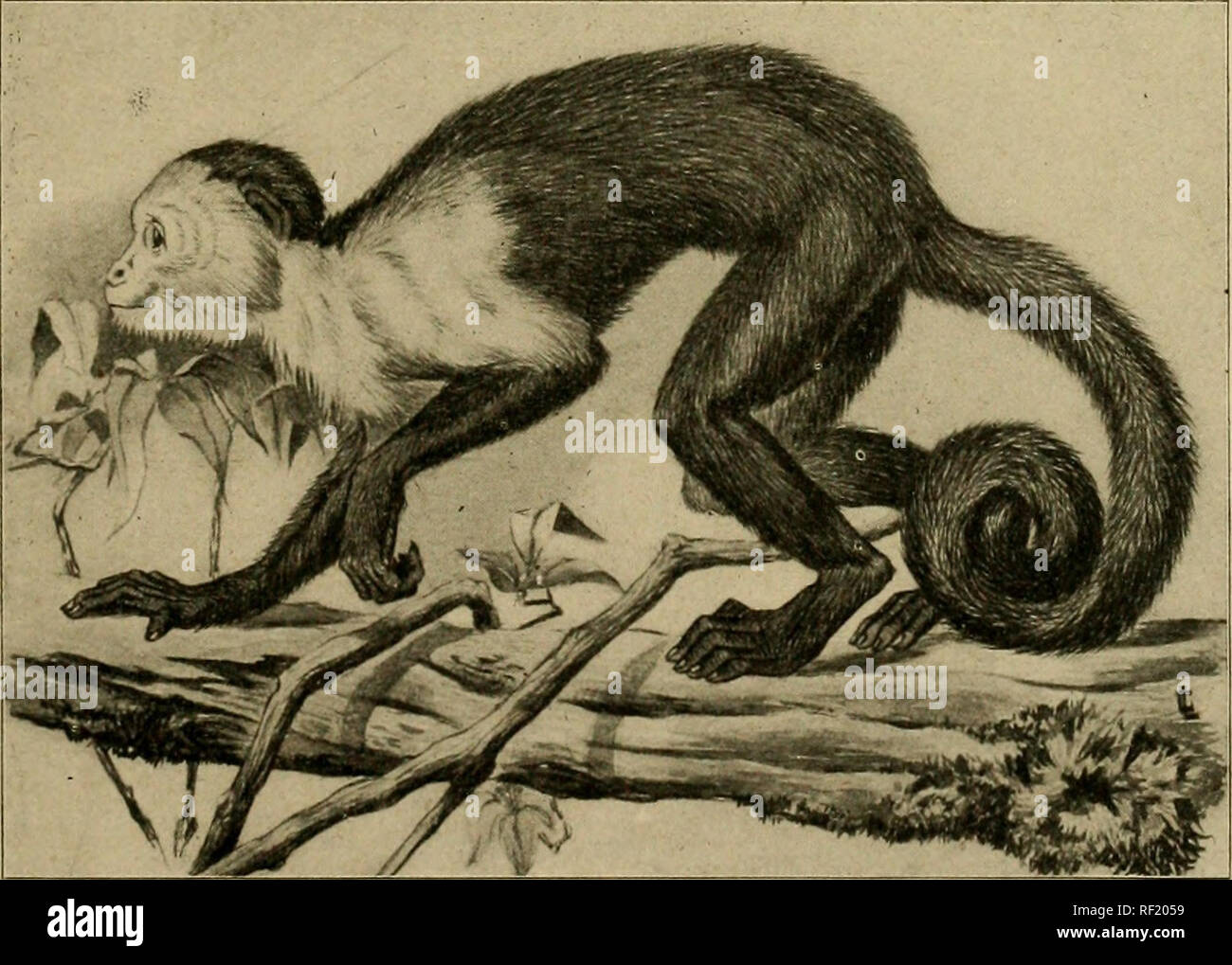 . Un catálogo de la colección de mamíferos en el Museo Colombino Field. Museo Colombino Field; mamíferos. CEBUS. 561 Cebus pallidus gris, Cat. Monos, lemures &Amp; de comer fruta murciélagos Brit. Mus., 1870, pág. 49, nº 3. Pale capuchinos, 1-3. Adulto (J* P. Caicara, Venezuela. G. K. Cherrie, 4. Juv. 6^ P. Caicara, Venezuela. G. K. Cherrie. 5. Adulto 9 p. de Caicara, Venezuela. G. K. Cherrie, 6. Adulto ? P. Alta Gracia, "Río Oronoco, Venezuela. G. K. Cherrie. 984. Cebus capucinus (Linnaeus). Simia capiichia Linn., Syst. Nat., i, 1758, pág. 19; i, 1766, pág. 42. Cebus nigrivittatus KhhdindX Wsign.,. Akad. Miinche Foto de stock