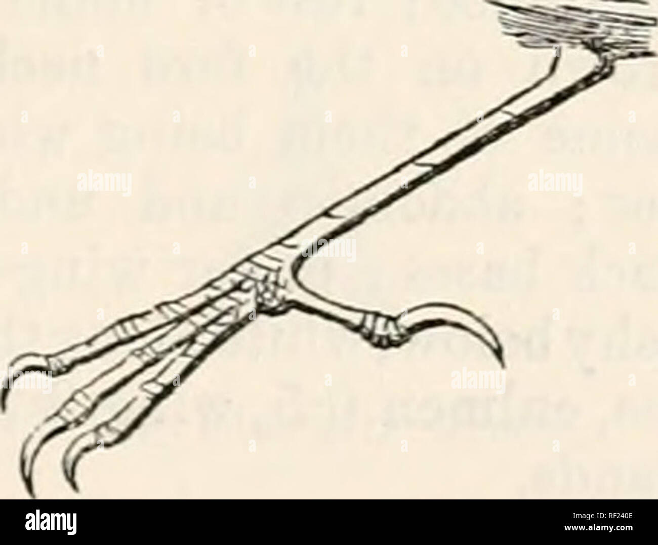 Catálogo De Las Aves En El Museo Británico 19 Chasiempis Catálogo De Las Aves En El Museo Británico 19 Chasiempis