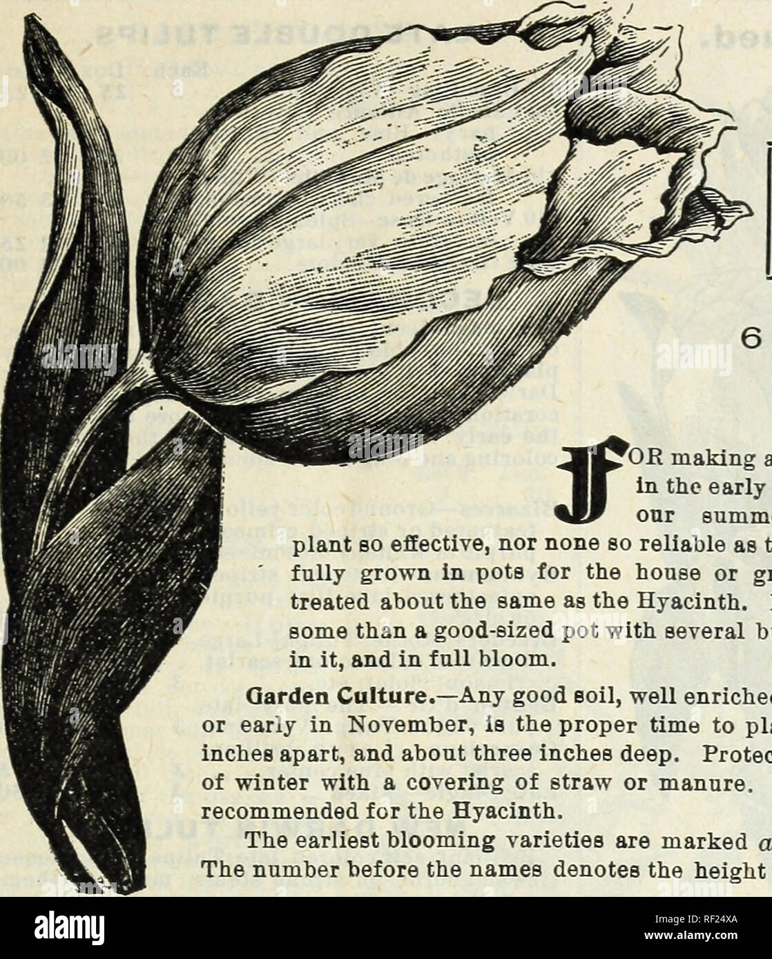 Precios de tulipanes fotografías e imágenes de alta resolución - Página 2 -  Alamy