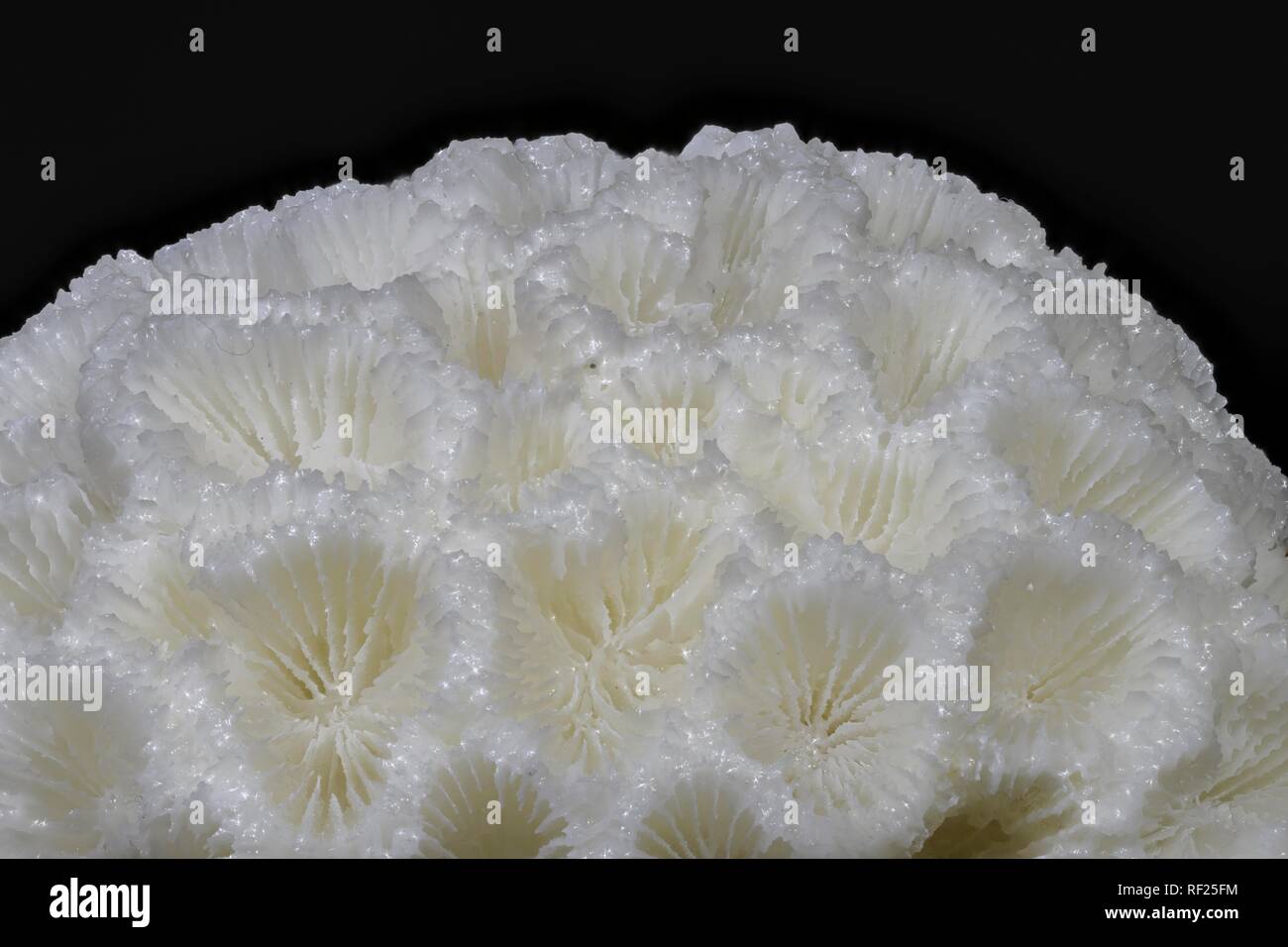 Detalle de un coral, Austria Foto de stock