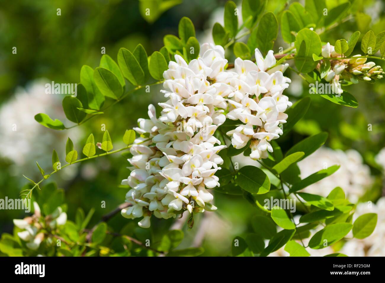 La acacia negra (Robinia pseudoacacia), flores, Turingia, Alemania Foto de stock