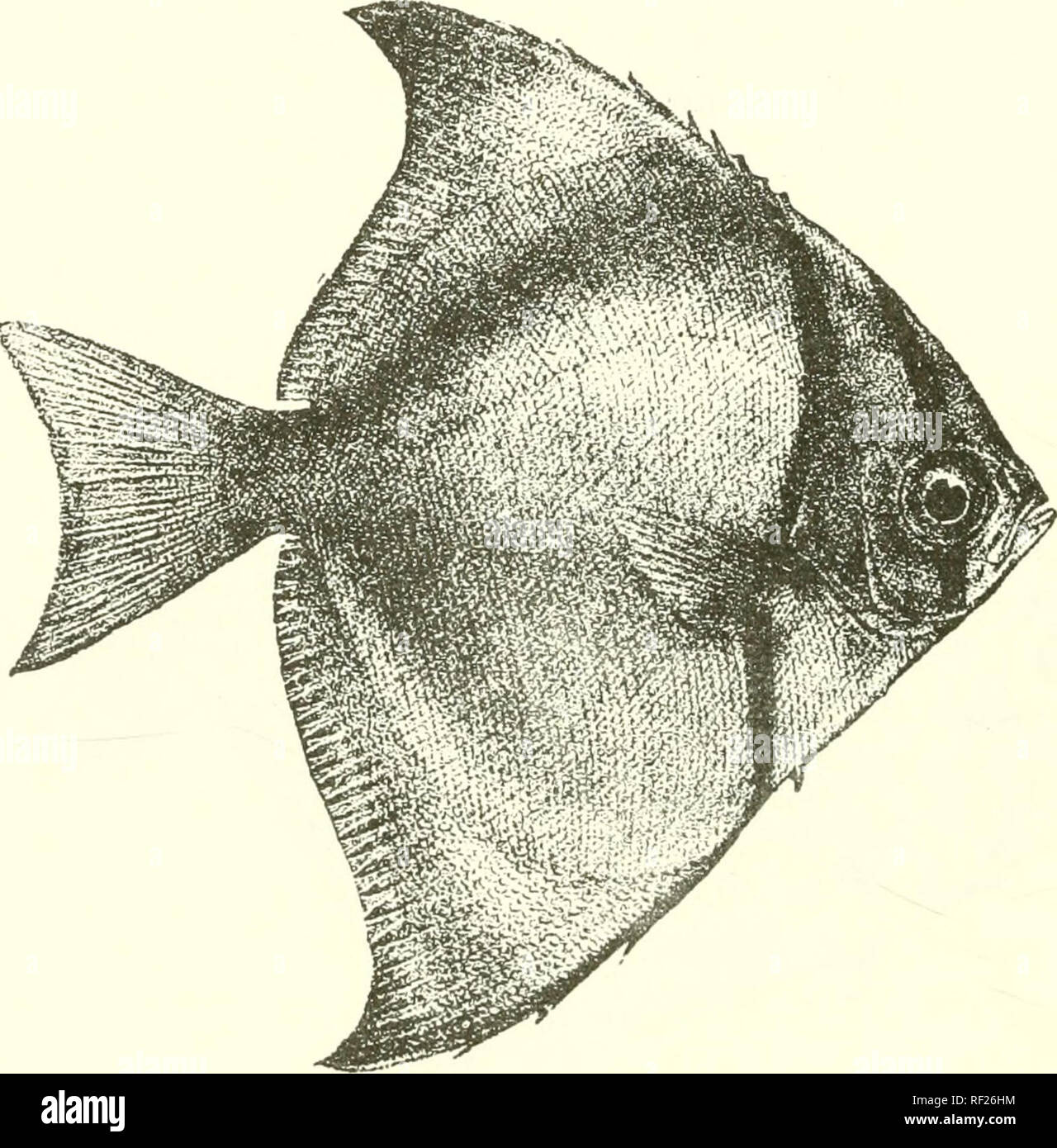 Catálogo de los peces de agua dulce de África en el Museo Británico  (Historia Natural). Los peces de agua dulce; los animales. 122 SCORPIDID^.  Fseitas rhomheus, Cav. &Amp; Val. Hist. Poiss.