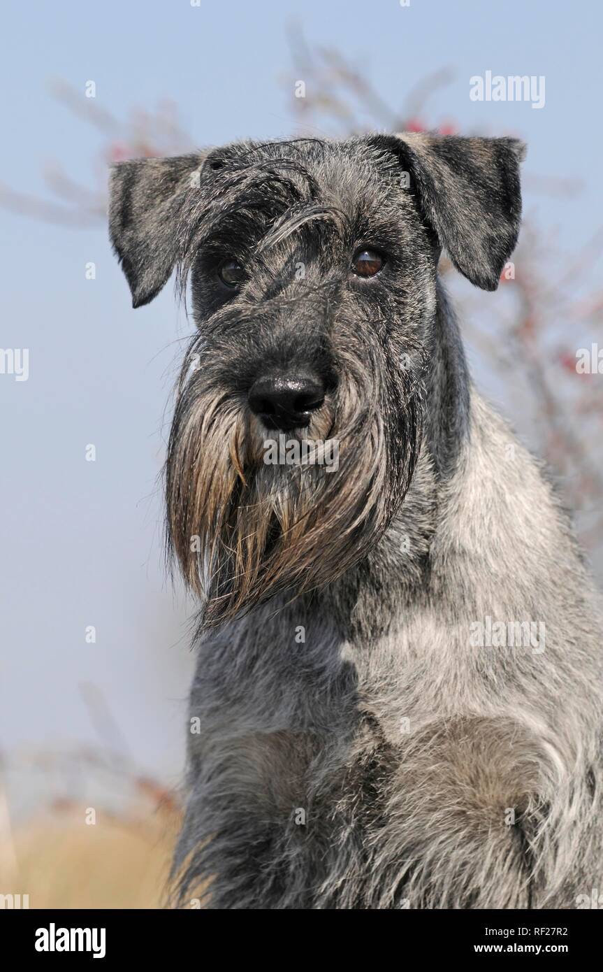mejilla probable Lejos Schnauzer, sal, pimienta retrato animal, Austria Fotografía de stock - Alamy