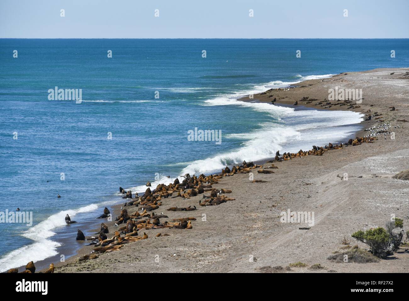 Colonia de lobos marinos (Otaria flavescens), cerca de Punta Norte, Península Valdés, Patagonia, en la costa oriental, el Océano Atlántico, Argentina Foto de stock