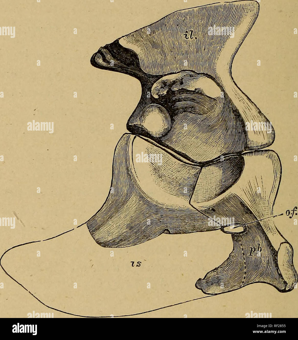 . Catálogo de los fósiles de reptiles y anfibios en el Museo Británico (Historia Natural) ... Por Richard Lydekker ... Los Reptiles, fósil; anfibios, fósil. 82 ANOMODONTIA. Género TAPINOCEPHALUS, Owen*. Syn. (?), Seeley Phocosaurus2. El género tipo; fundada sobre el hocico craneal imperfecto con que una vértebra y tibia fueron aparentemente asociadas. Sin colmillos en la mandíbula superior; hocico del cráneo formando una proyección redondeada deprimidas, por encima del cual la región frontal probablemente subió repentinamente; aparentemente secundarias no narinas posterior. Vértebra lumbar (fig. 18) kg. 17.. (?) Tapinoc&amp;stonei phalus en ella.-& Foto de stock