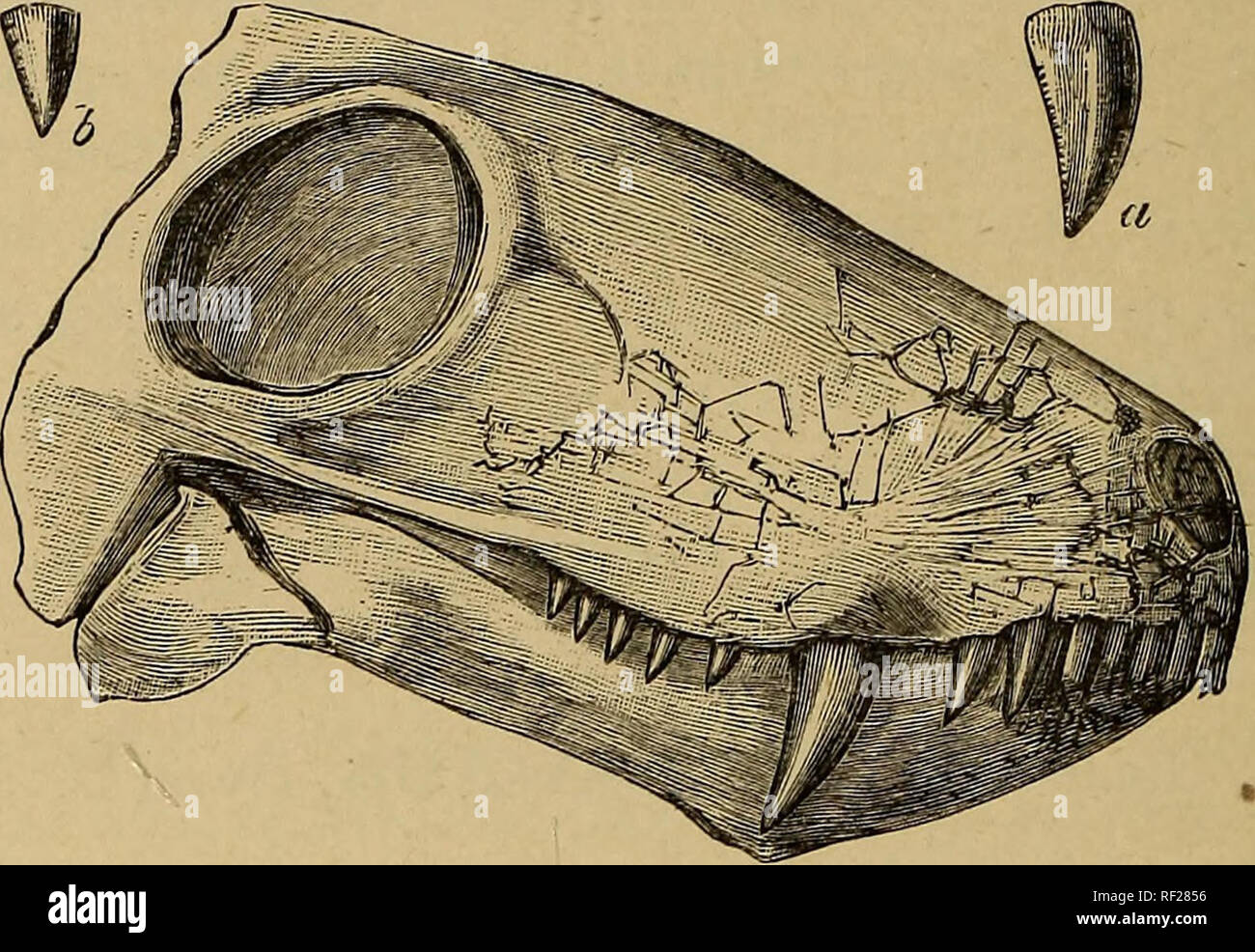 . Catálogo de los fósiles de reptiles y anfibios en el Museo Británico (Historia Natural) ... Por Richard Lydekker ... Los Reptiles, fósil; anfibios, fósil. /O AISTOMODONTIA. número; preorbifcal porción de cráneo largo y recto, con un largo intervalo entre la órbita y narinas. Hah. Sudáfrica. R. 339. El cráneo, queriendo la casi totalidad del preorbibal (Fig.): parte del sistema Karoo del distrito Gouph, Beaufort West. El tipo; descrito y figuró por Owen en la ' Quart. Estancia. Geol. Soc' vol. xxxvii, pág. 261, pi. ix. La única abertura apparency narial es probablemente debido a la Foto de stock
