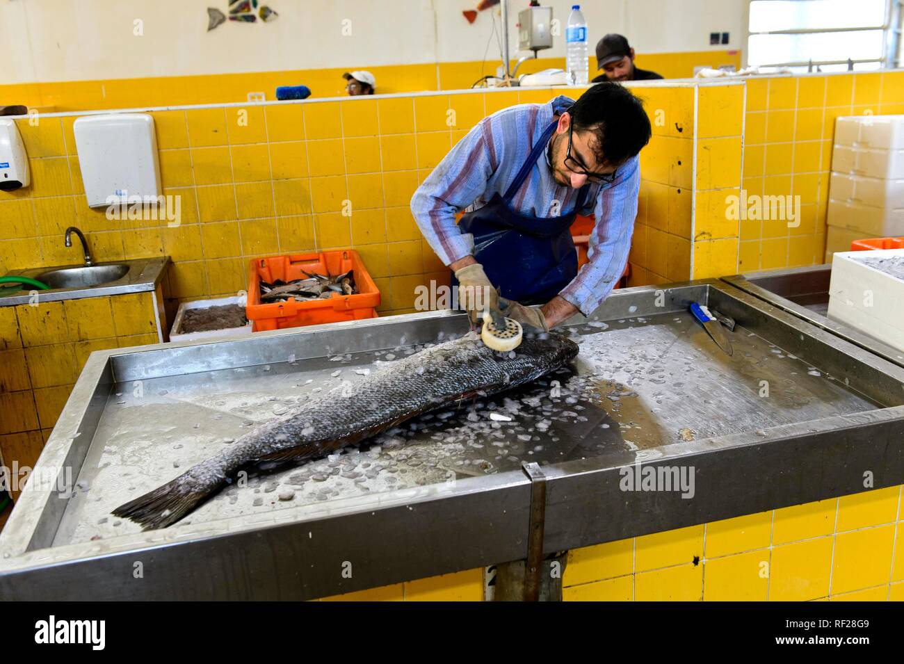 Pescadería limpia un gran pez en el mercado de pescado, Tavira, Algarve, Portugal Foto de stock