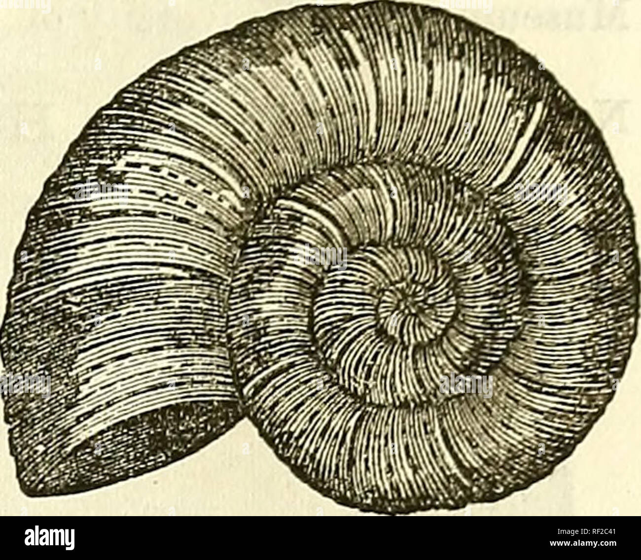 Catálogo de figuras de fósiles, de los principales museos de Europa y  América, con breves descripciones e ilustraciones. Los fósiles. 121  CEPHALOPODA. Nº 490. Ammonites fimbriatus, Sow. Esta especie es  característica