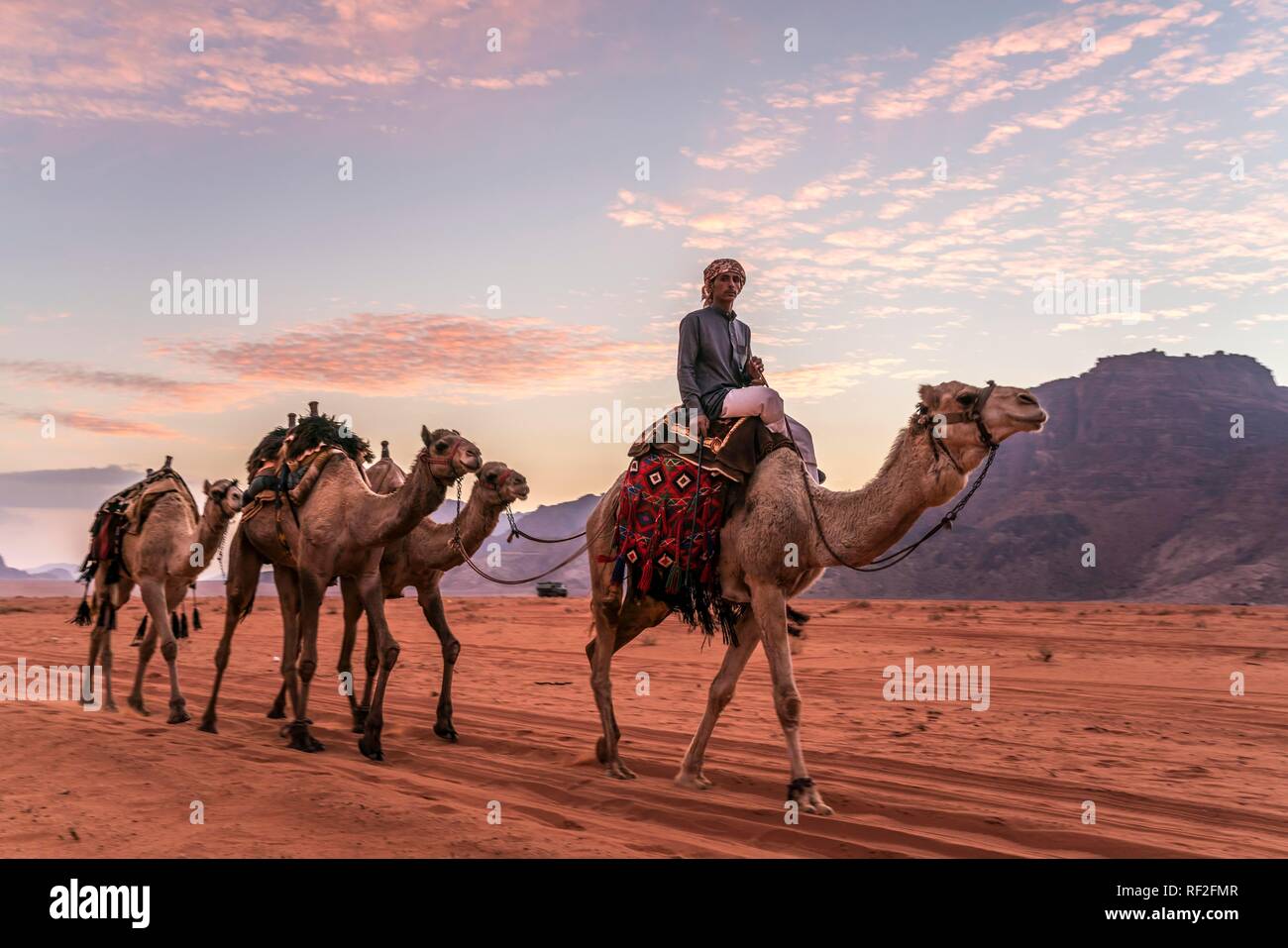 Con camellos de beduinos en el desierto Wadi Rum, Jordania Foto de stock