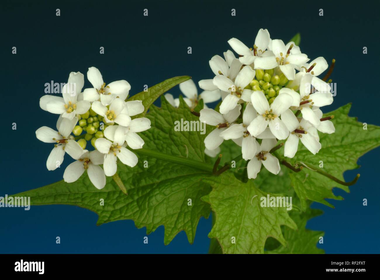 Ajo mostaza (ALLIARIA OFFICINALIS, Alliaria petiolata), plantas medicinales, especias Foto de stock