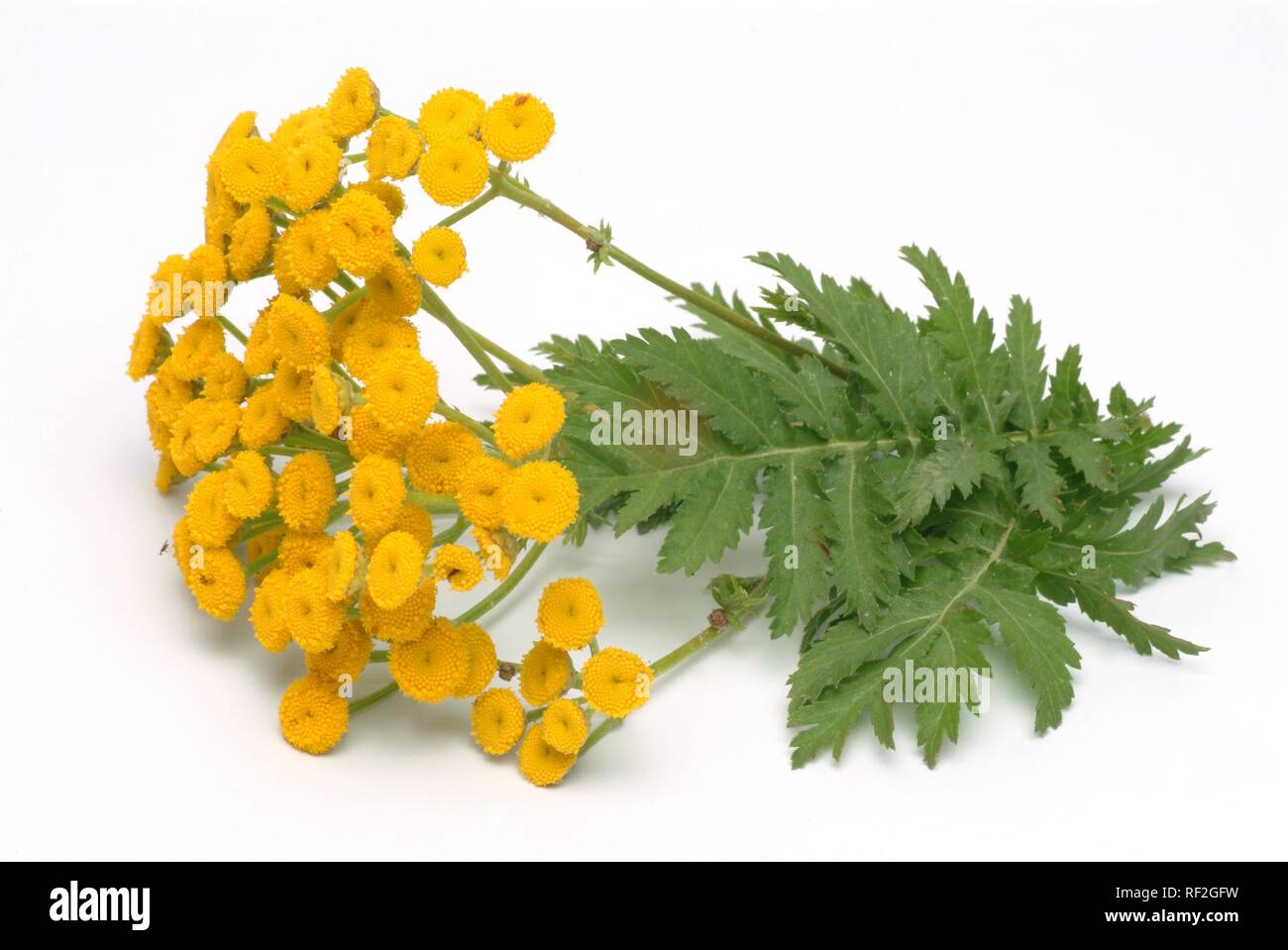 (Tanecetum Tansies vulgare), plantas medicinales Foto de stock