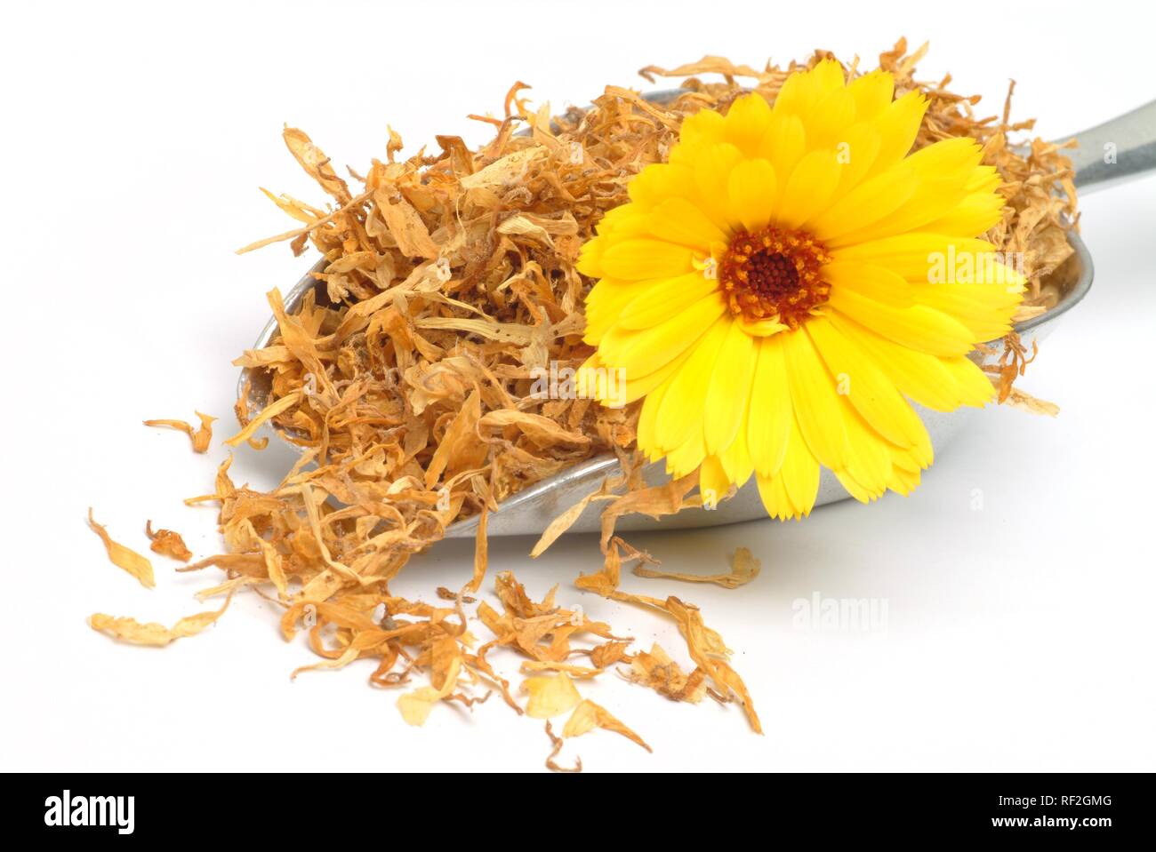 Pot Caléndulas o Inglés Caléndulas (Calendula officinalis), flores frescas  en la parte superior de flores secas, plantas medicinales Fotografía de  stock - Alamy