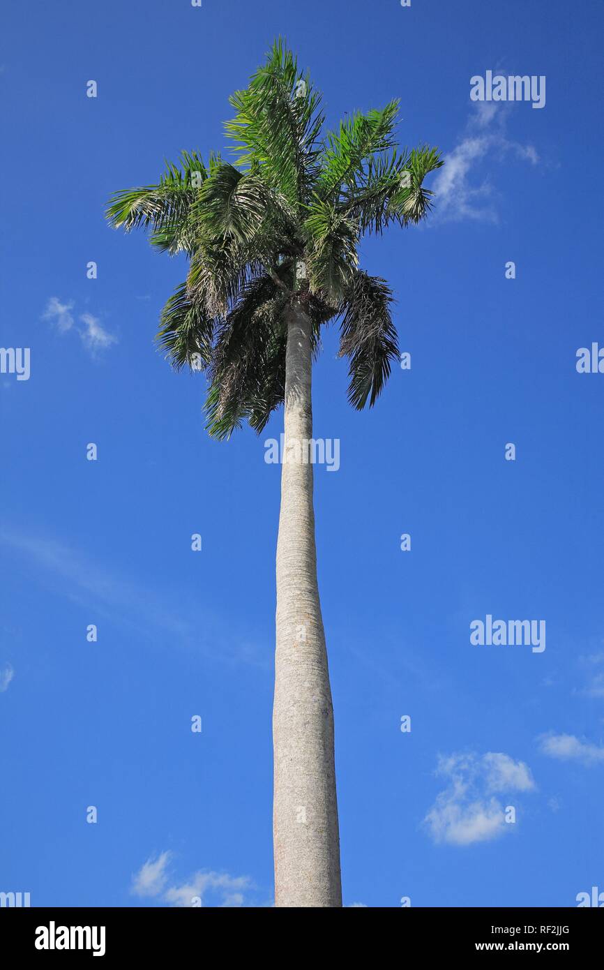 Cuba Palma Real (Roystonea regia), árbol nacional de Cuba, Cuba, El Caribe Foto de stock