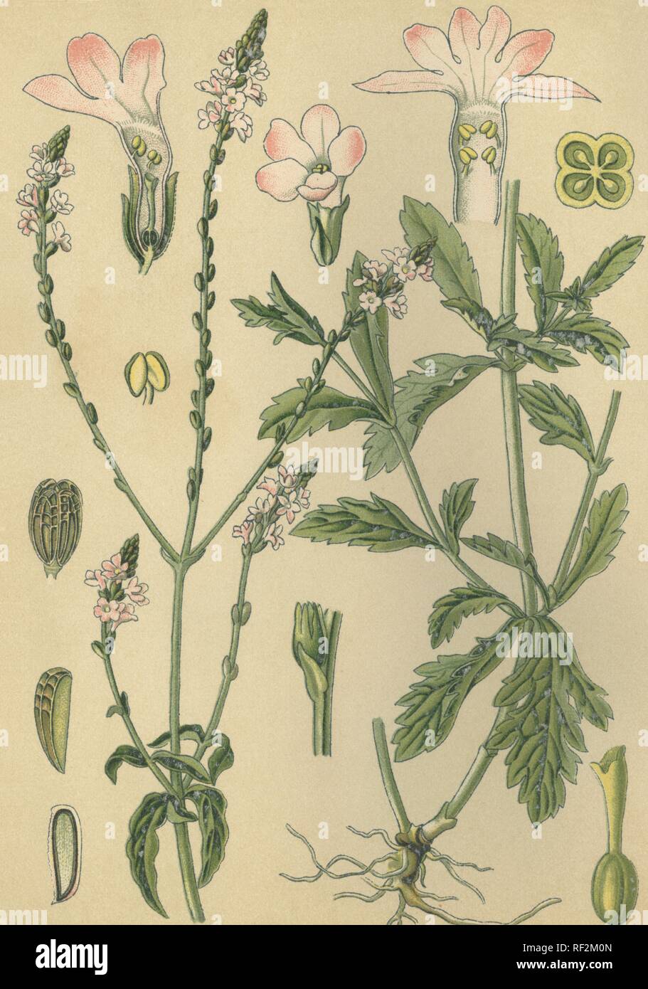 Vervain (Verbena officinalis), planta medicinal, histórico chromolithograph fecha 1880. Foto de stock